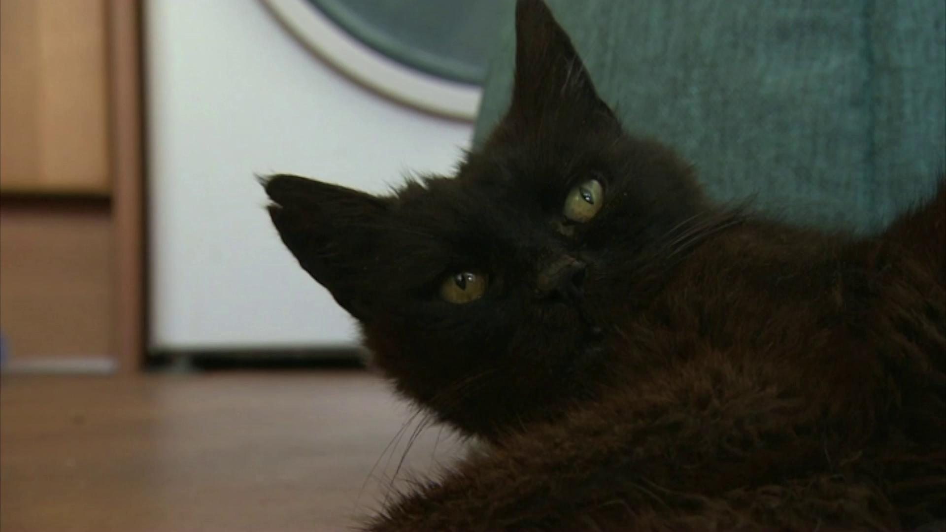 Missing Cornwall Cat Winston Found After 15 Years Bbc News