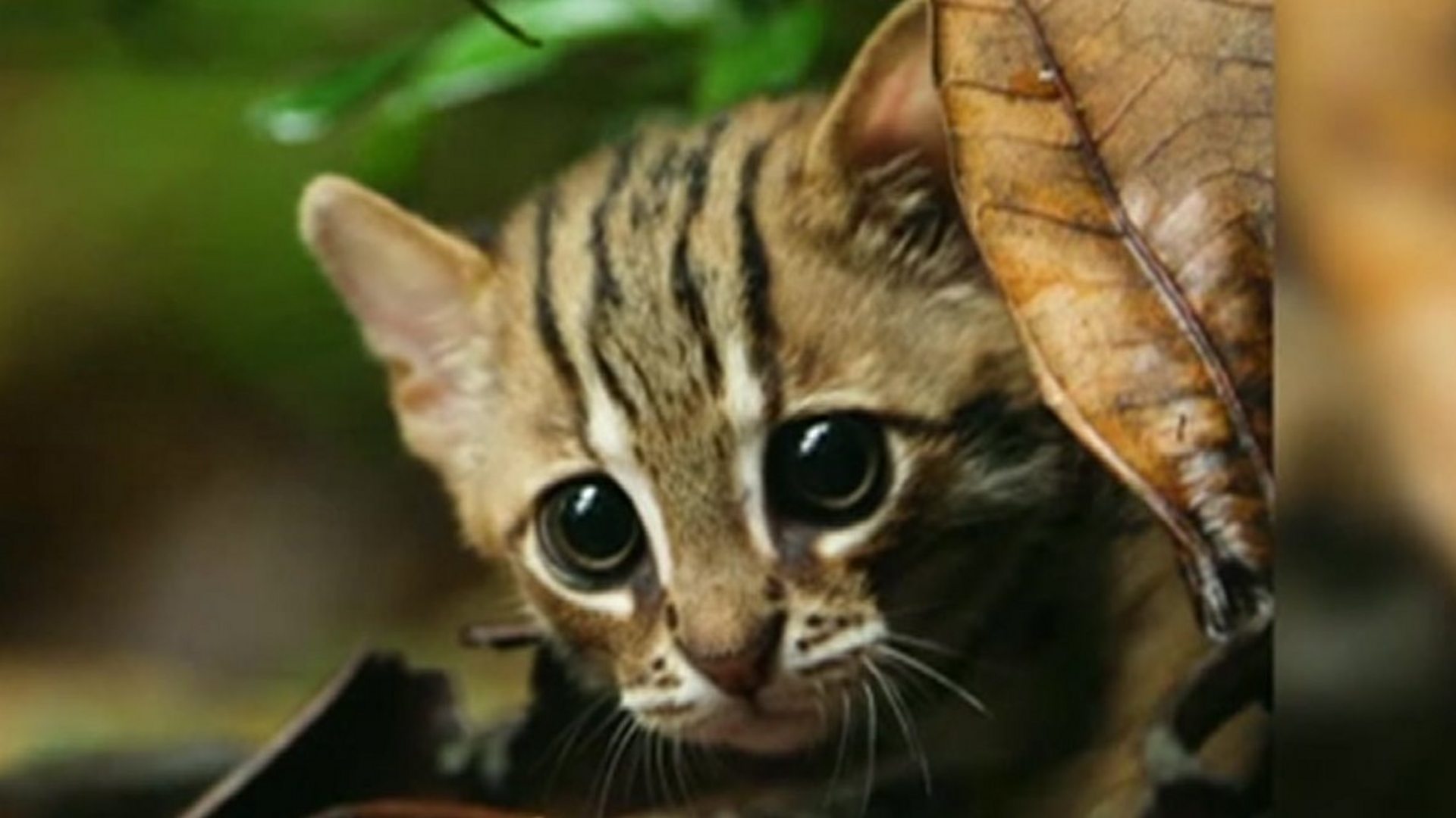 Smallest Cat In World Footage Of Rare Animal Bbc News