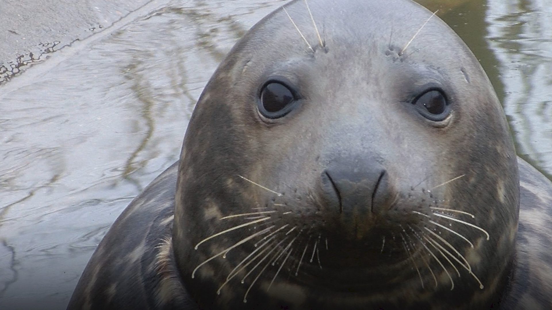 Charity asks people in Jersey to not disturb seal - BBC News