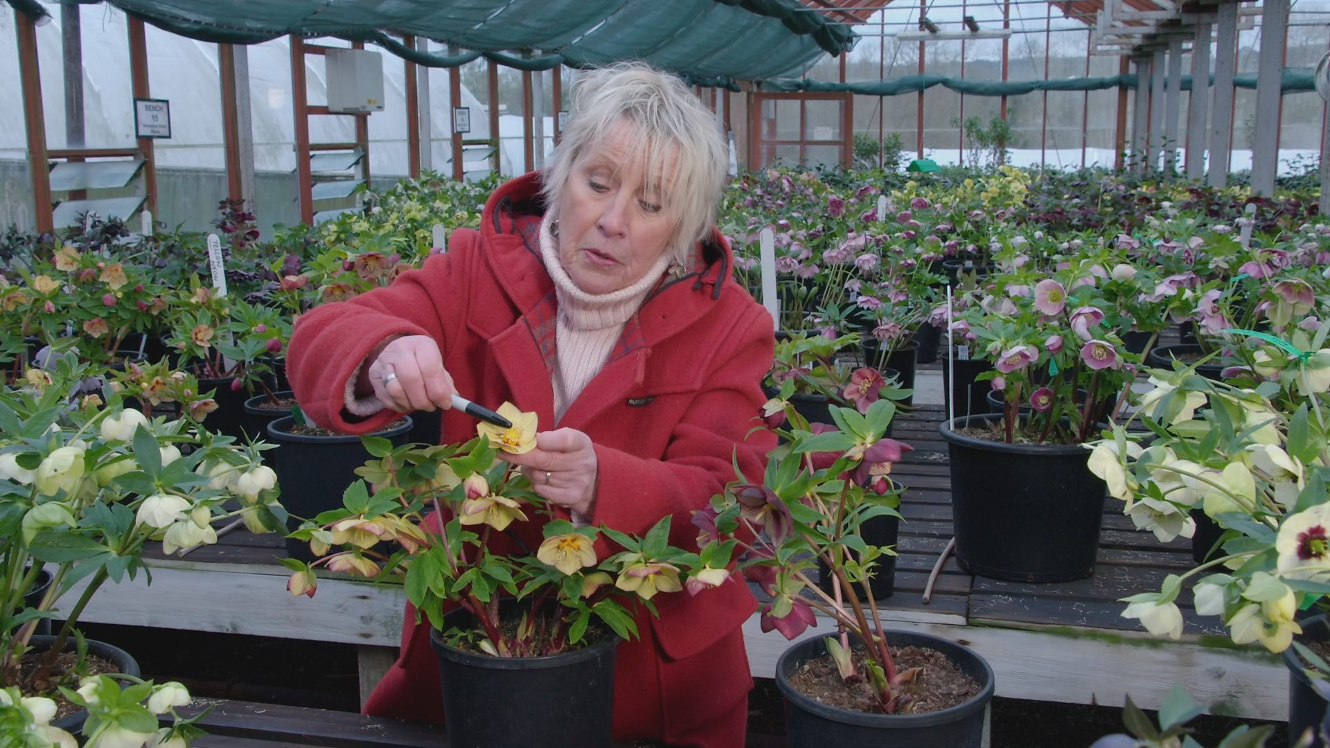 BBC Two - Gardeners' World, 2018, Episode 4, Hellebore pollination