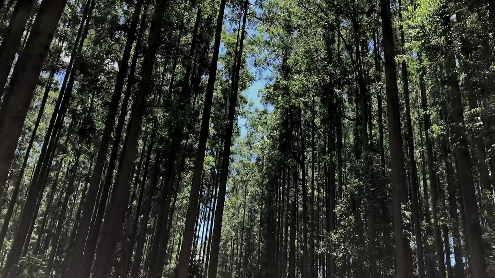 Zimbabwe S Struggling Timber Industry Bbc News