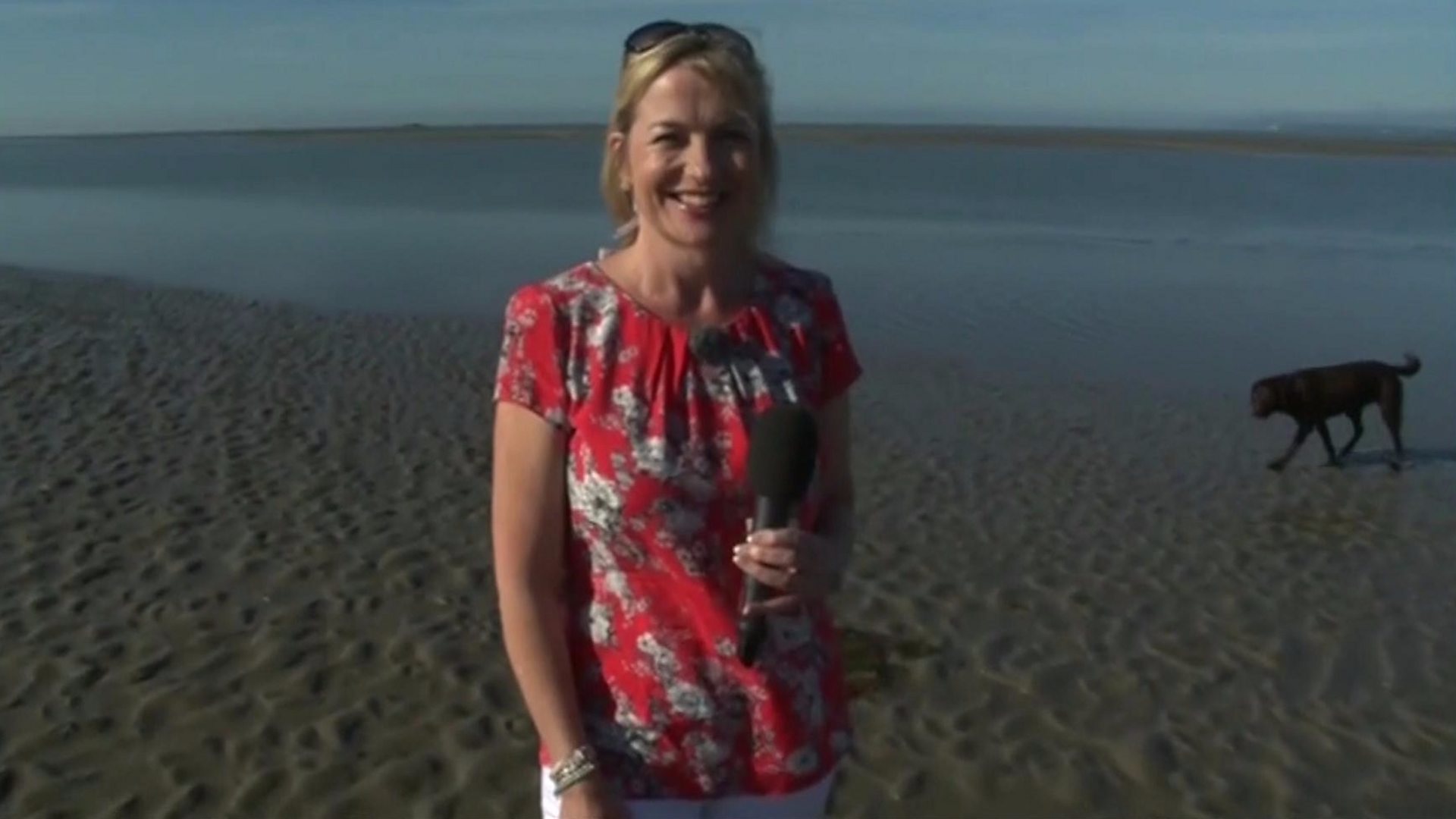 Carol Kirkwood: BBC weather presenter pulled over by dog on live TV...  again - BBC News