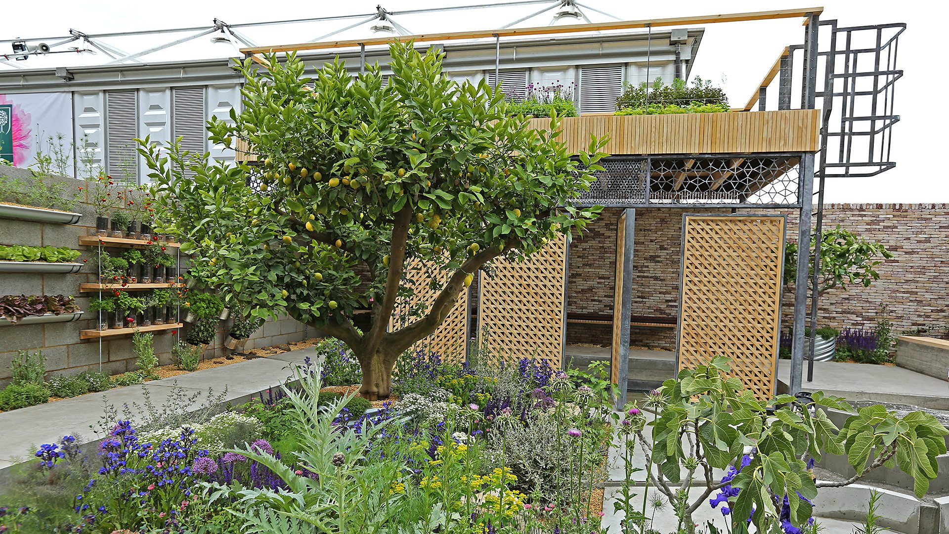 bbc two - rhs chelsea flower show - the lemon tree trust garden