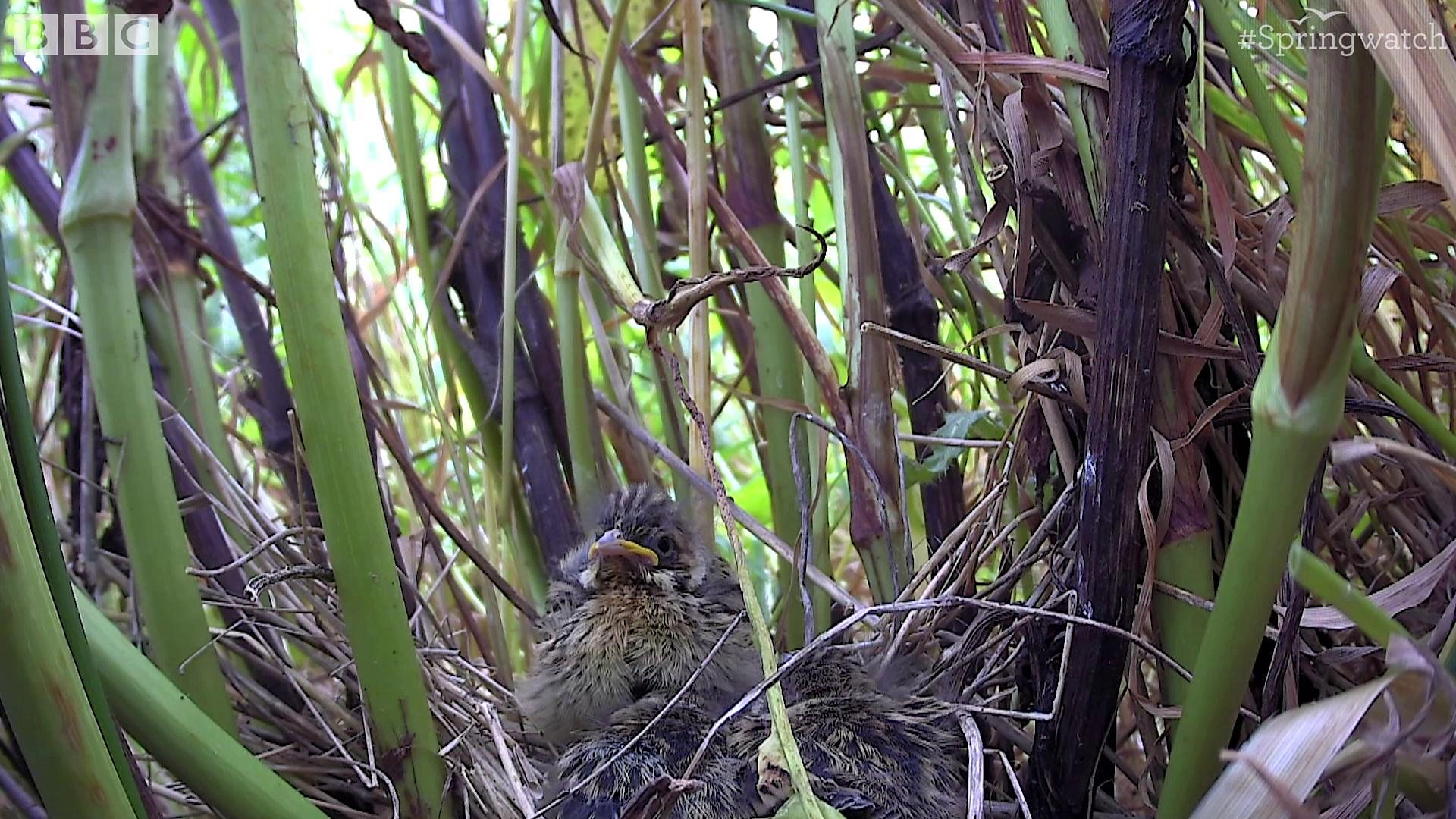 BBC Two - Springwatch, Reed bunting chicks fledge