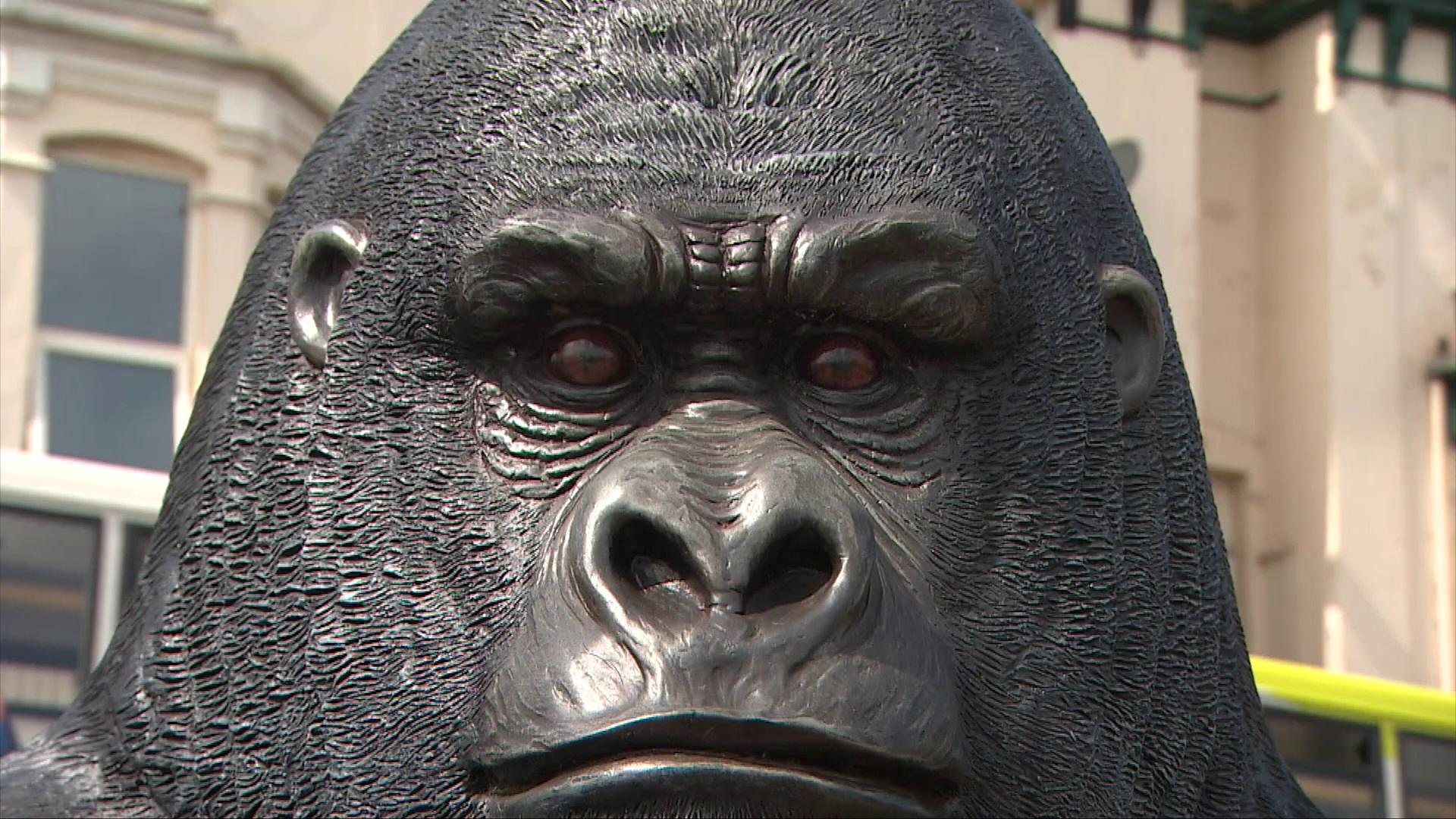 ウルフダウン　WDC70mh　GORILLA Crazy golf 'Peeping Kong' statue unnerves Devon residents - BBC News