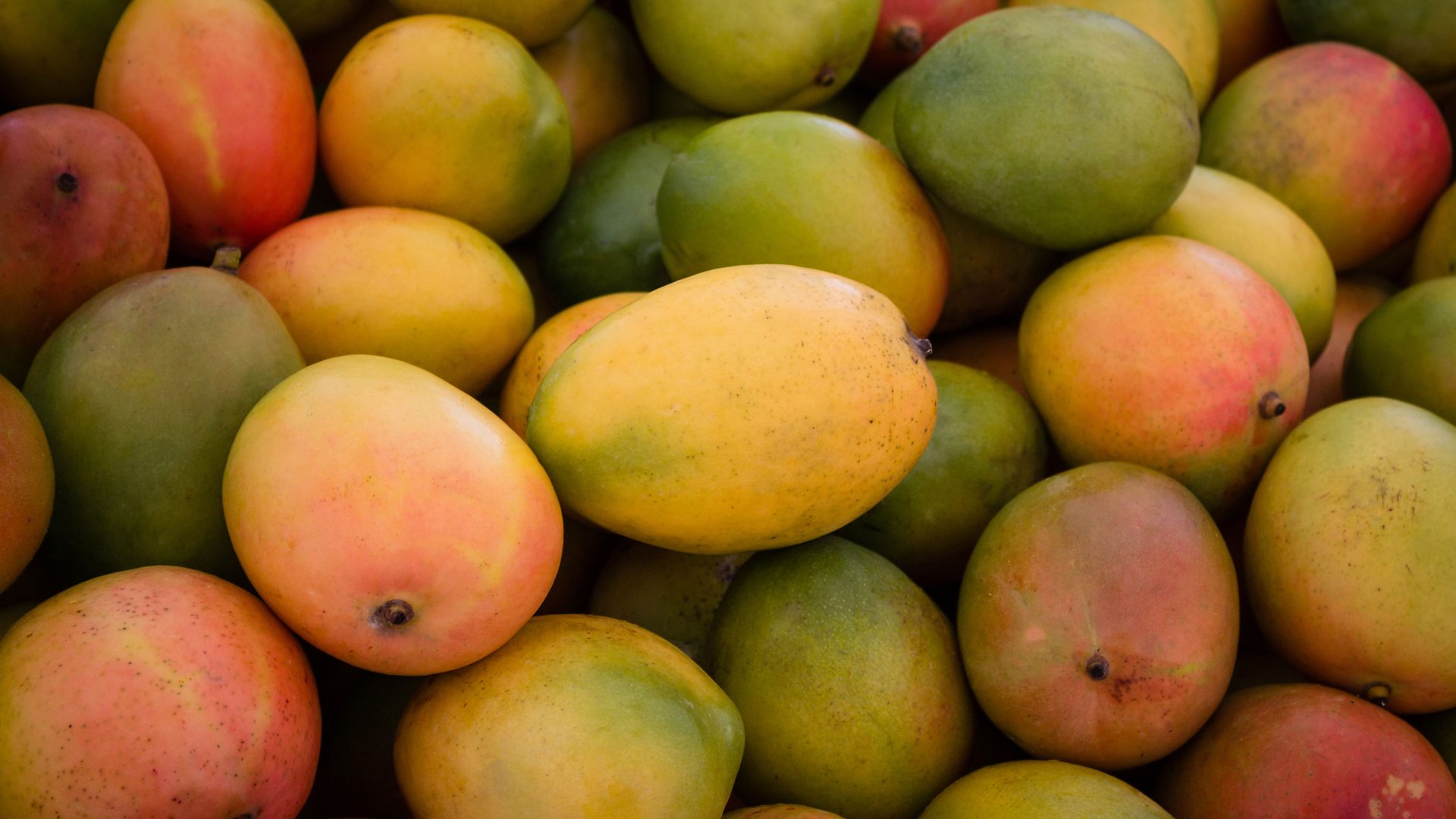 Mango, Description, History, Cultivation, & Facts