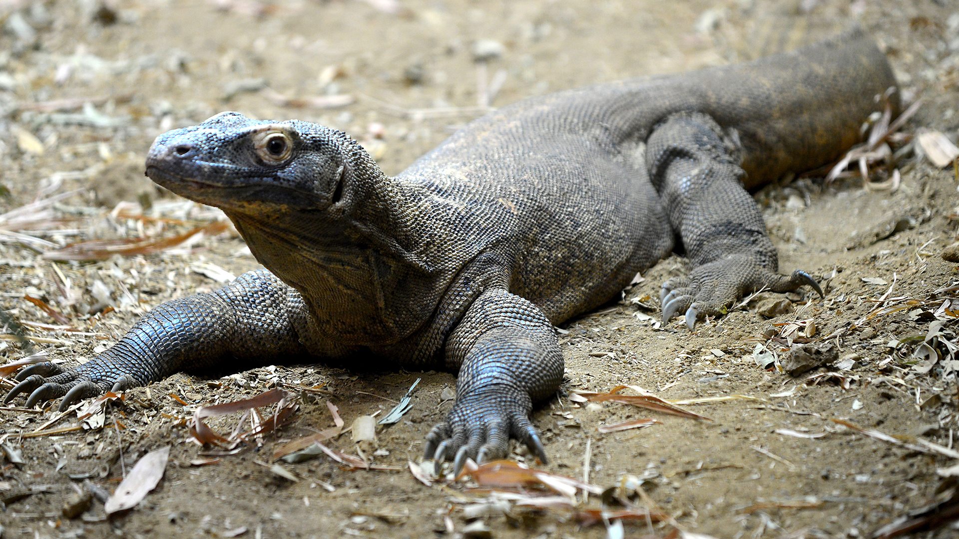 What Is So Interesting About the Komodo Dragon?