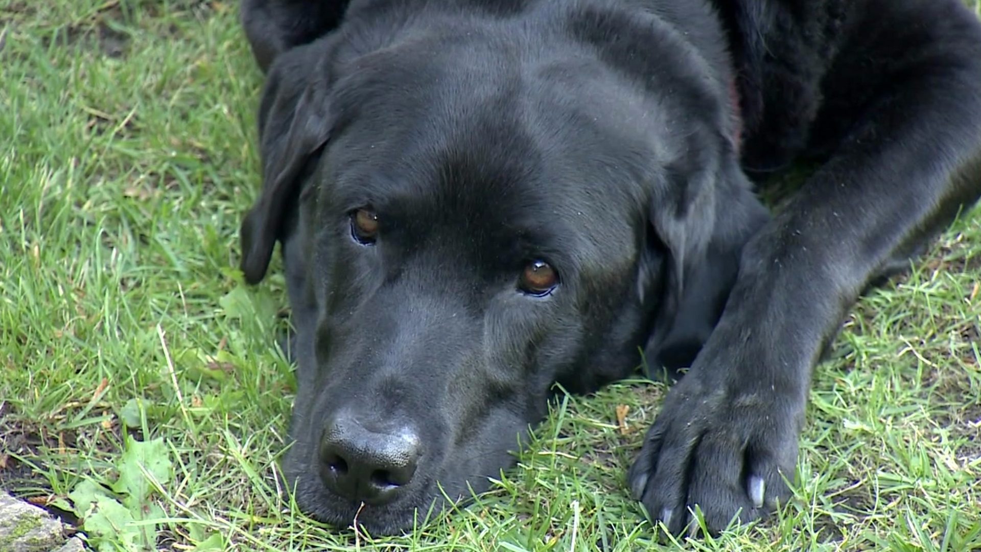 Should Dogs Go Vegan