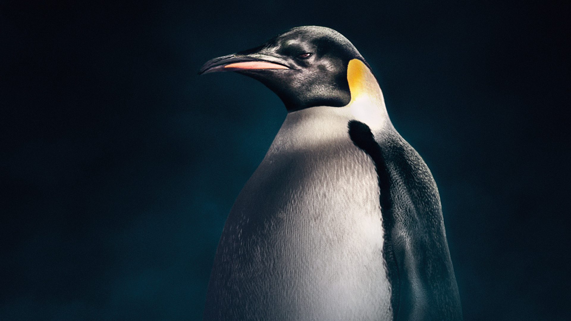 Farnham penguin finds 'guide bird' in one of her friends - BBC News