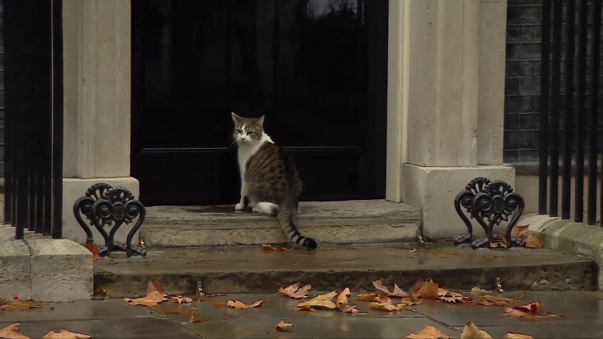 Downing Street S Larry The Cat Gets A Helping Hand From Police Bbc News
