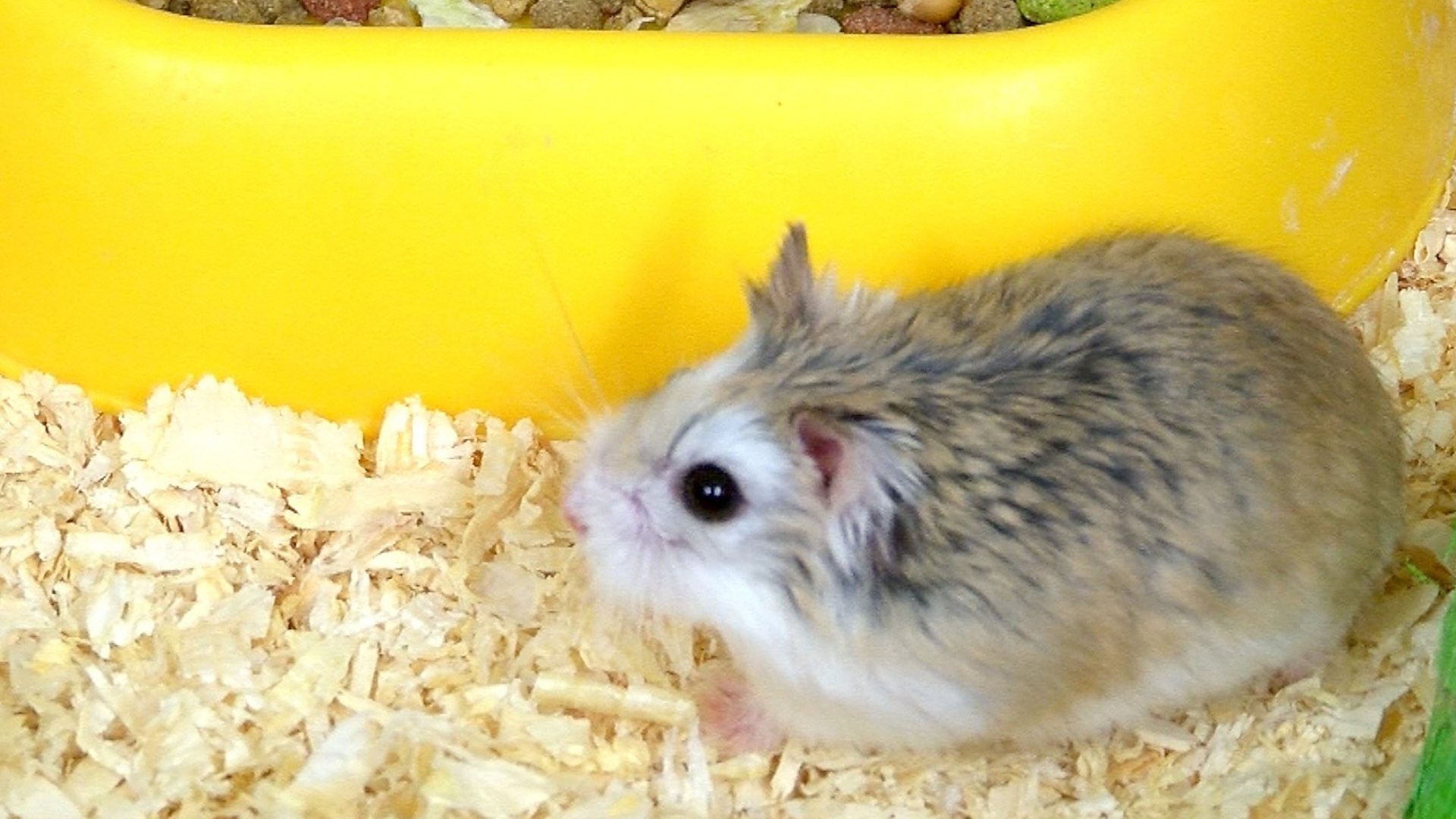 Russian Dwarf Hamsters Make Great Pets - Earth's Friends