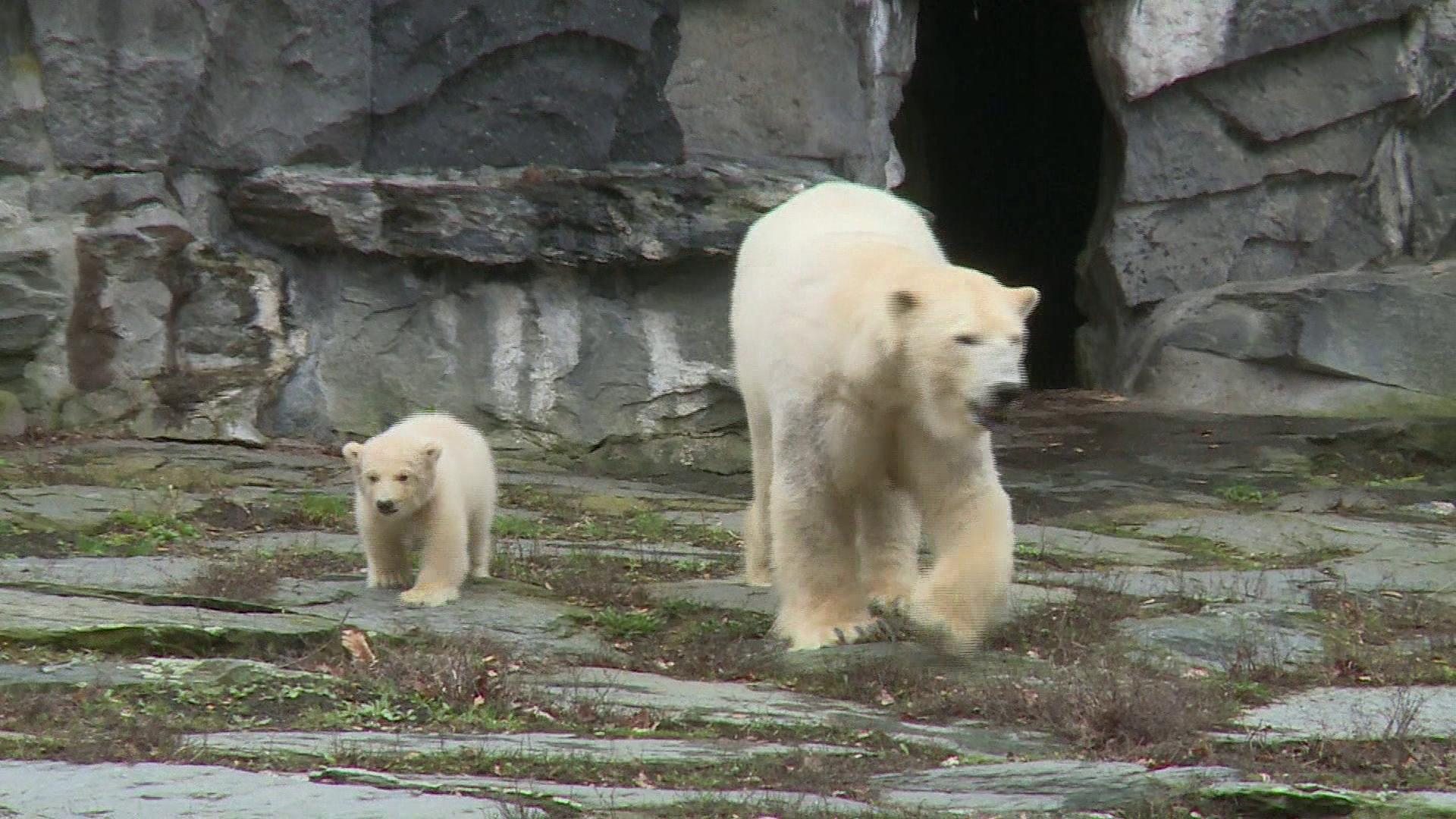 Baby polar bear takes first steps at Berlin zoo - BBC News