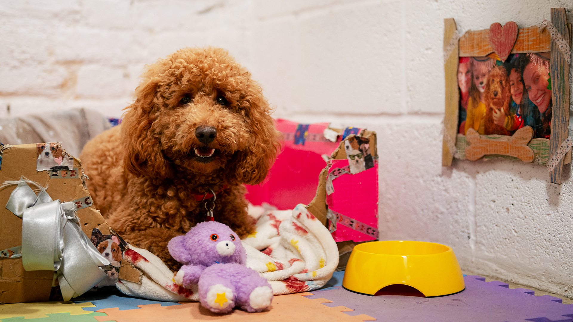 BBC iPlayer - Waffle the Wonder Dog - Series 3: 2. Waffle at the Kennels