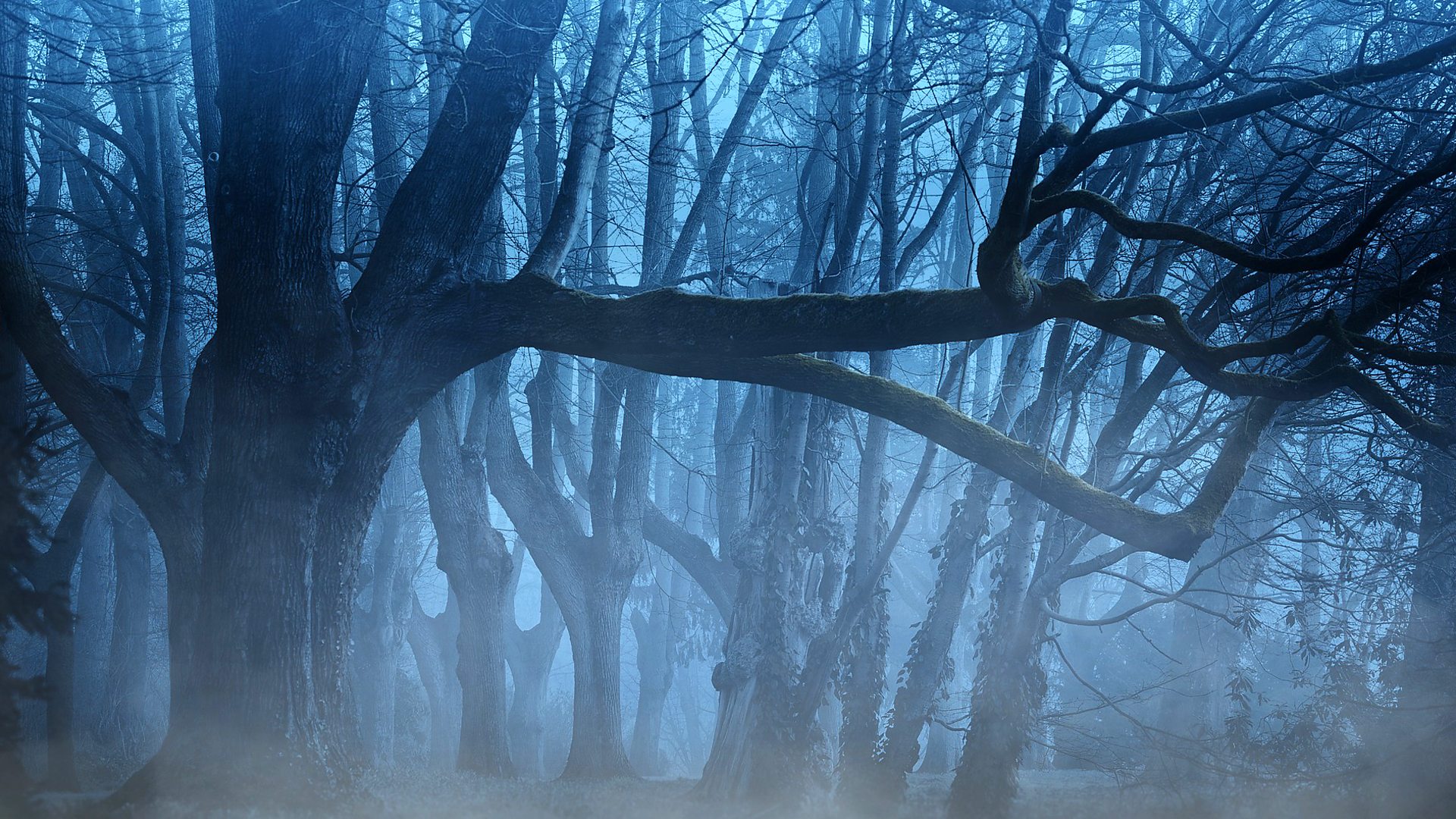 BBC Scotland - BBC Scotland - What are the spine-tingling sounds we hear in  the forest at night?
