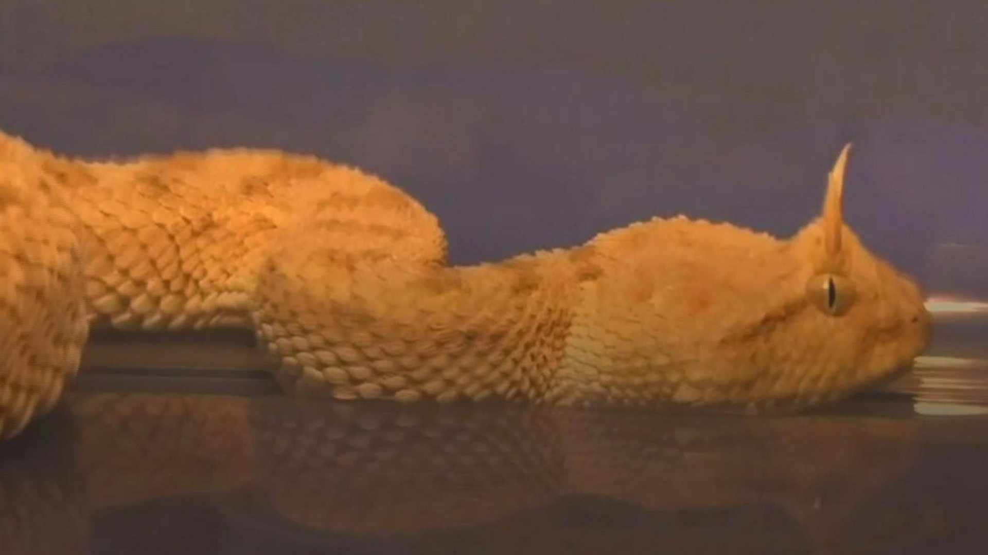 green horned pit viper