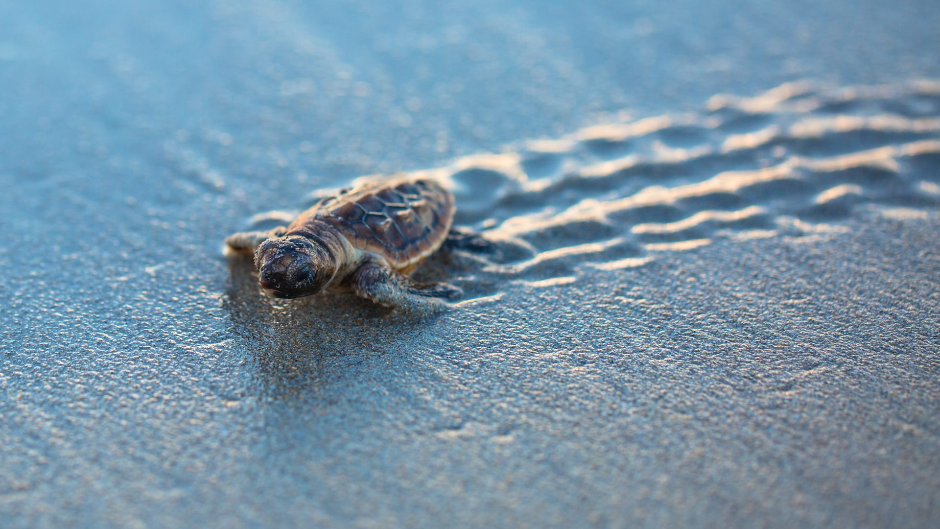 blue baby turtles