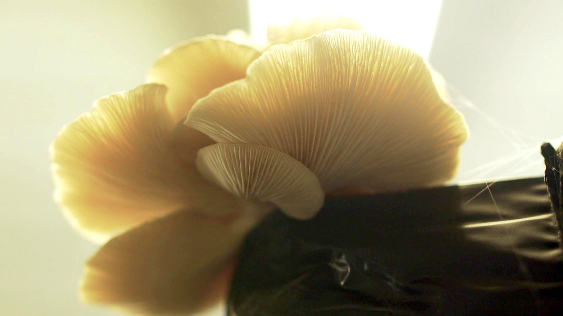 Supermarket Secrets Smithy Mushroom Farm Feature Smithy Mushrooms