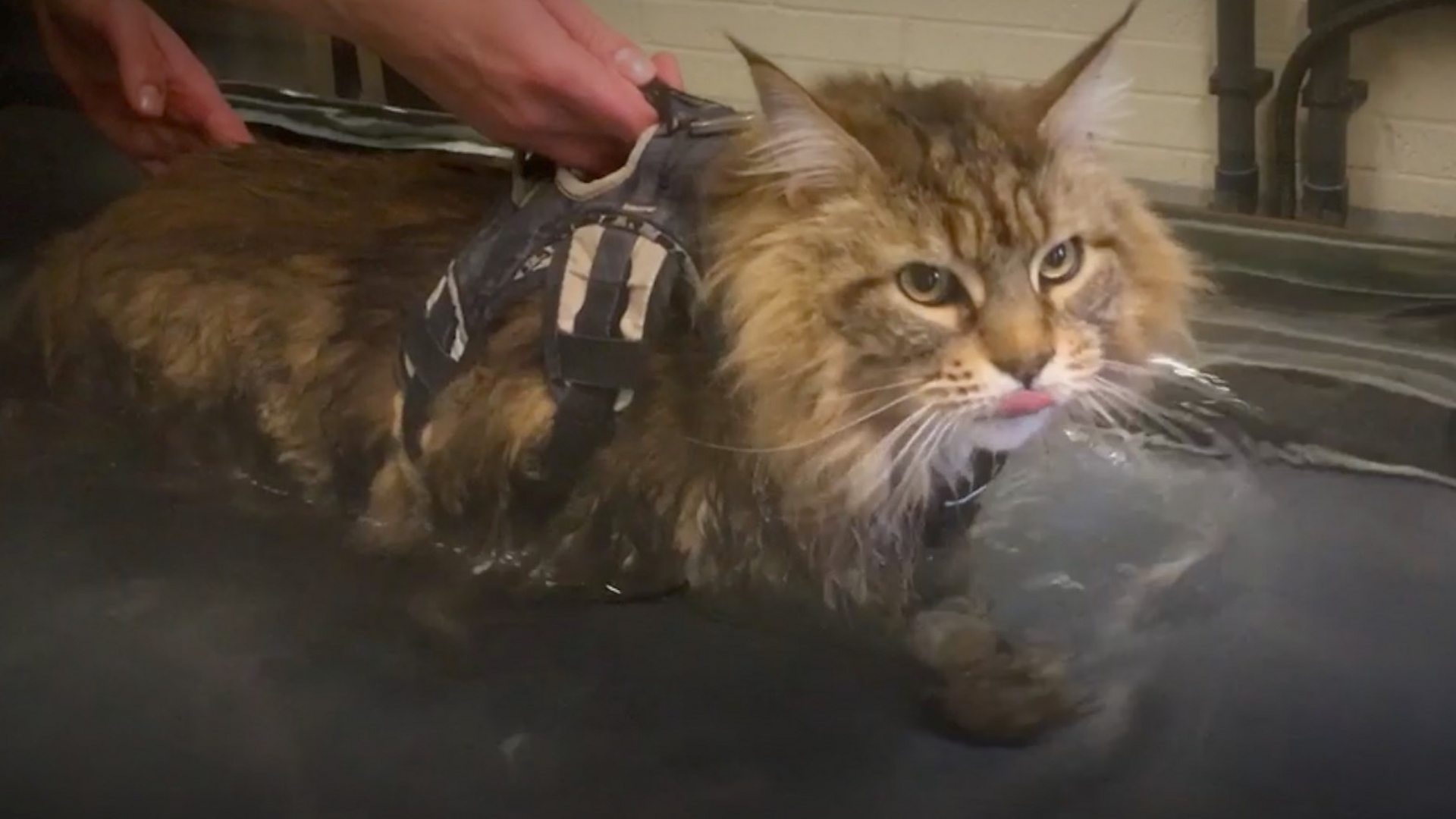 Maine Coon Cross Cat Titch Takes Hydrotherapy In His Stride Bbc News