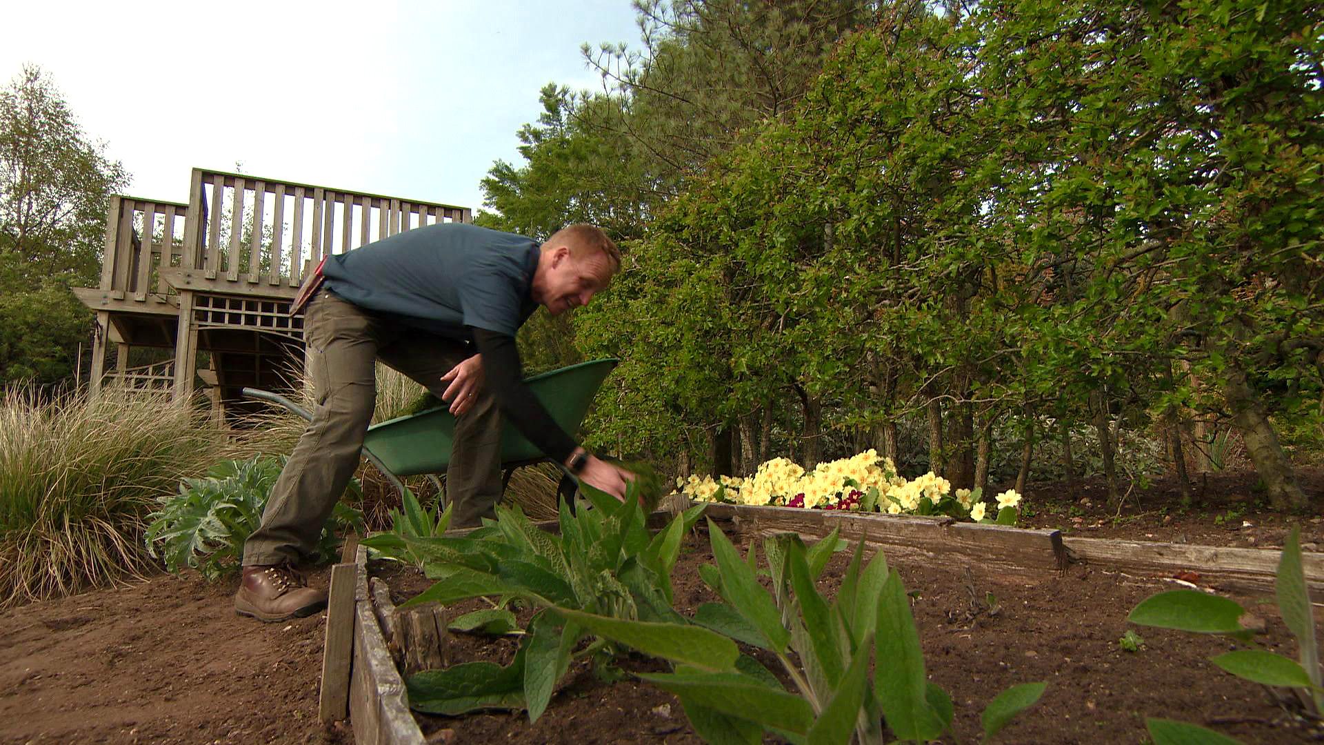 BBC Scotland - Beechgrove Garden, 2019, Episode 3, Tips for your lawn clips