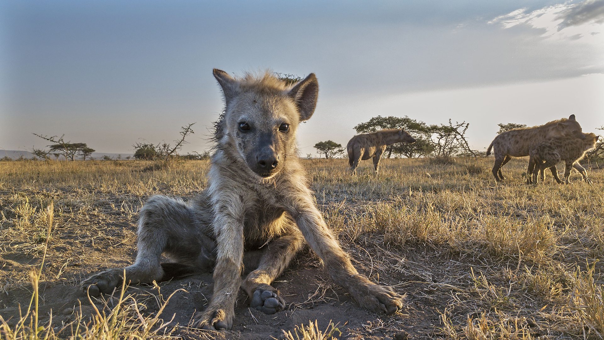 BBC One - Serengeti - How We Made Serengeti