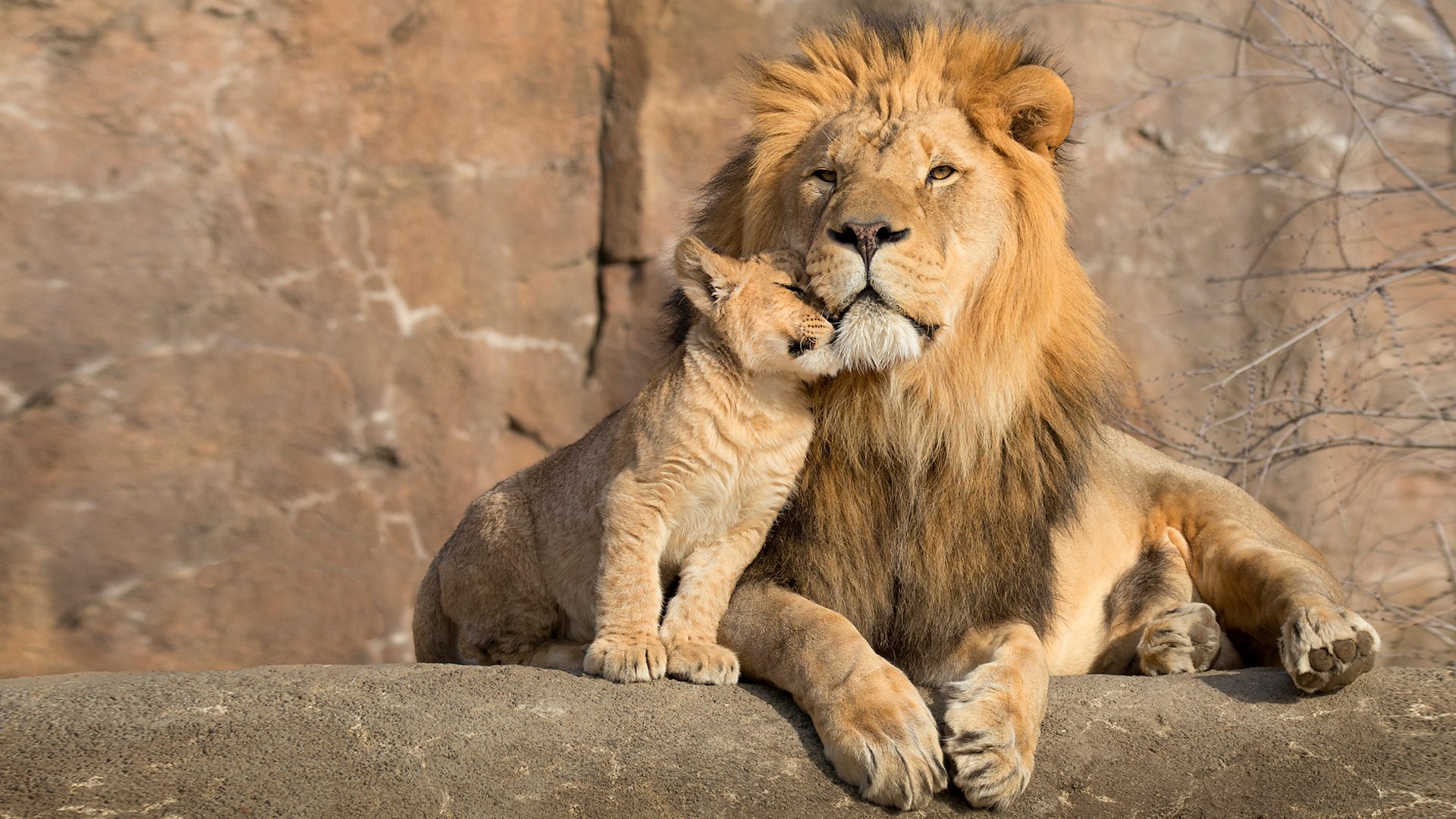 biggest lion ever recorded