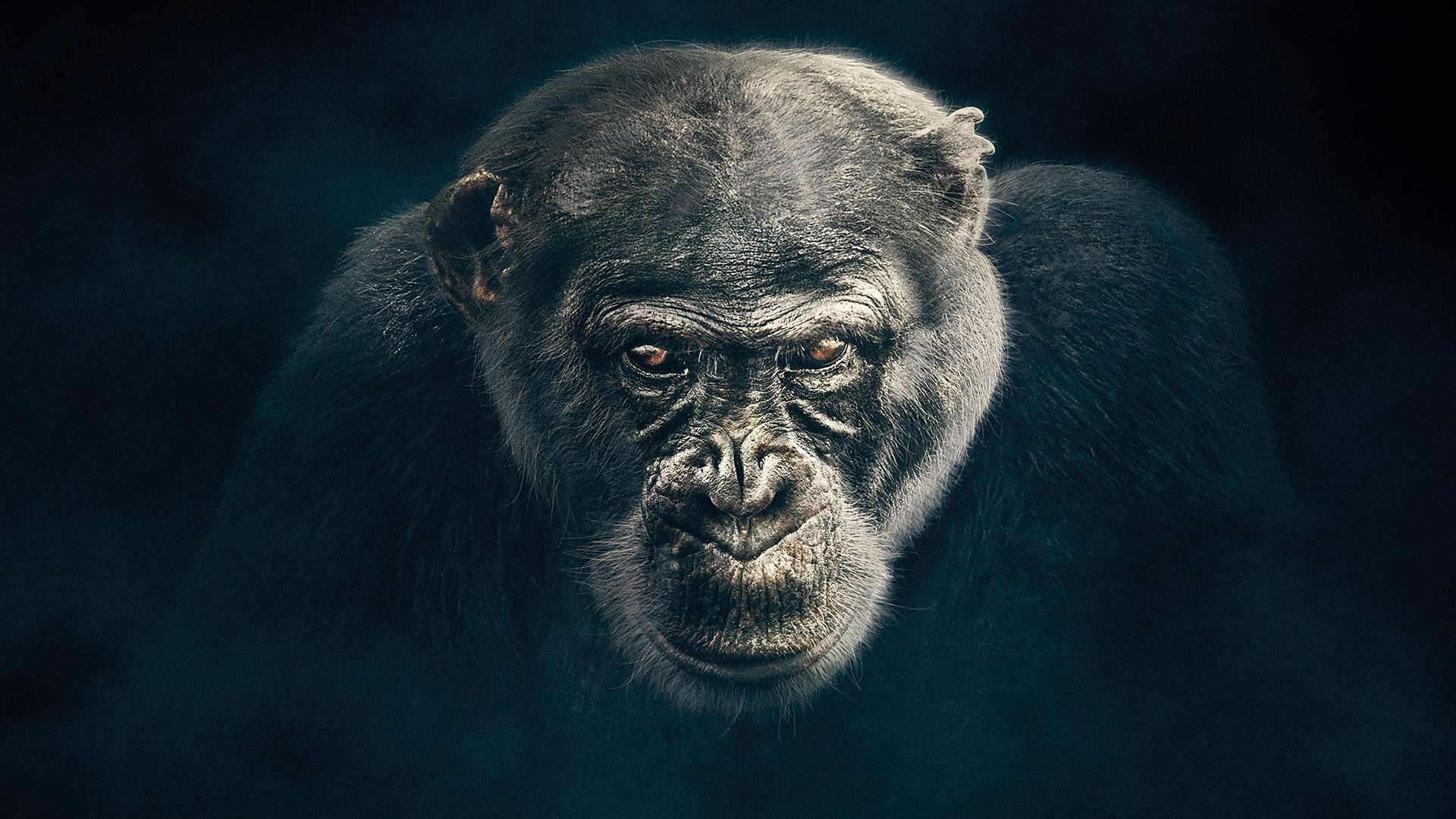 chimpanzee documentary