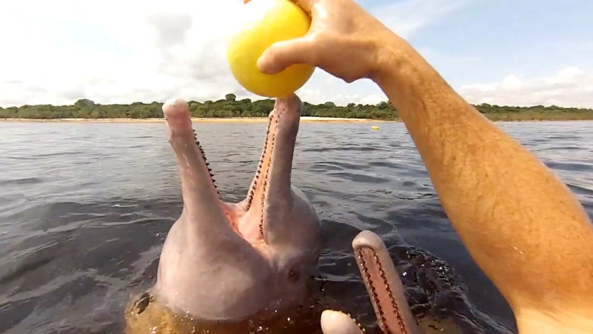 Dolphin 'reality show' filming suspended in Portugal - BBC News