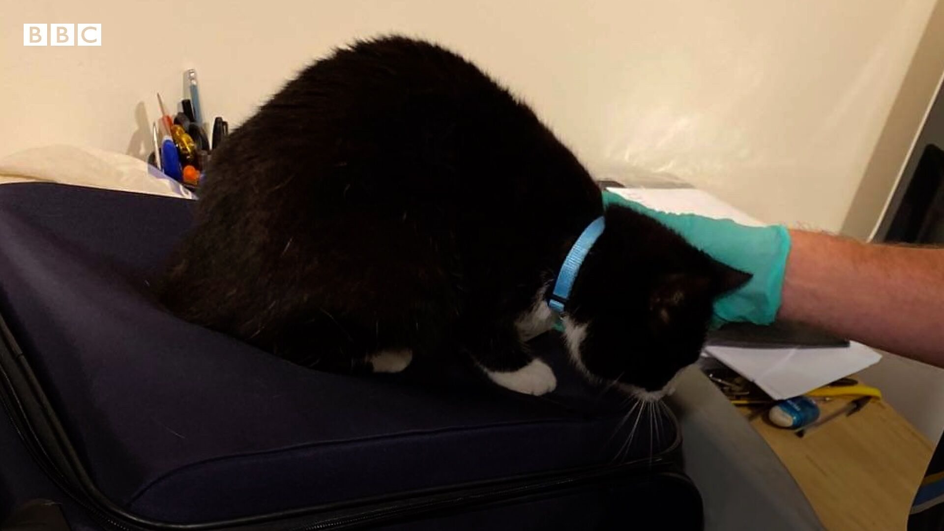 Stowaway Cat Found In Hand Luggage At Airport Security Bbc News