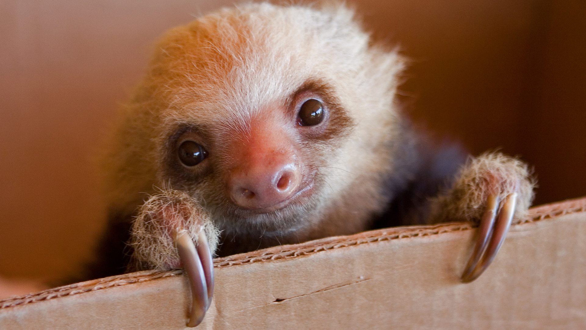 sad baby sloth