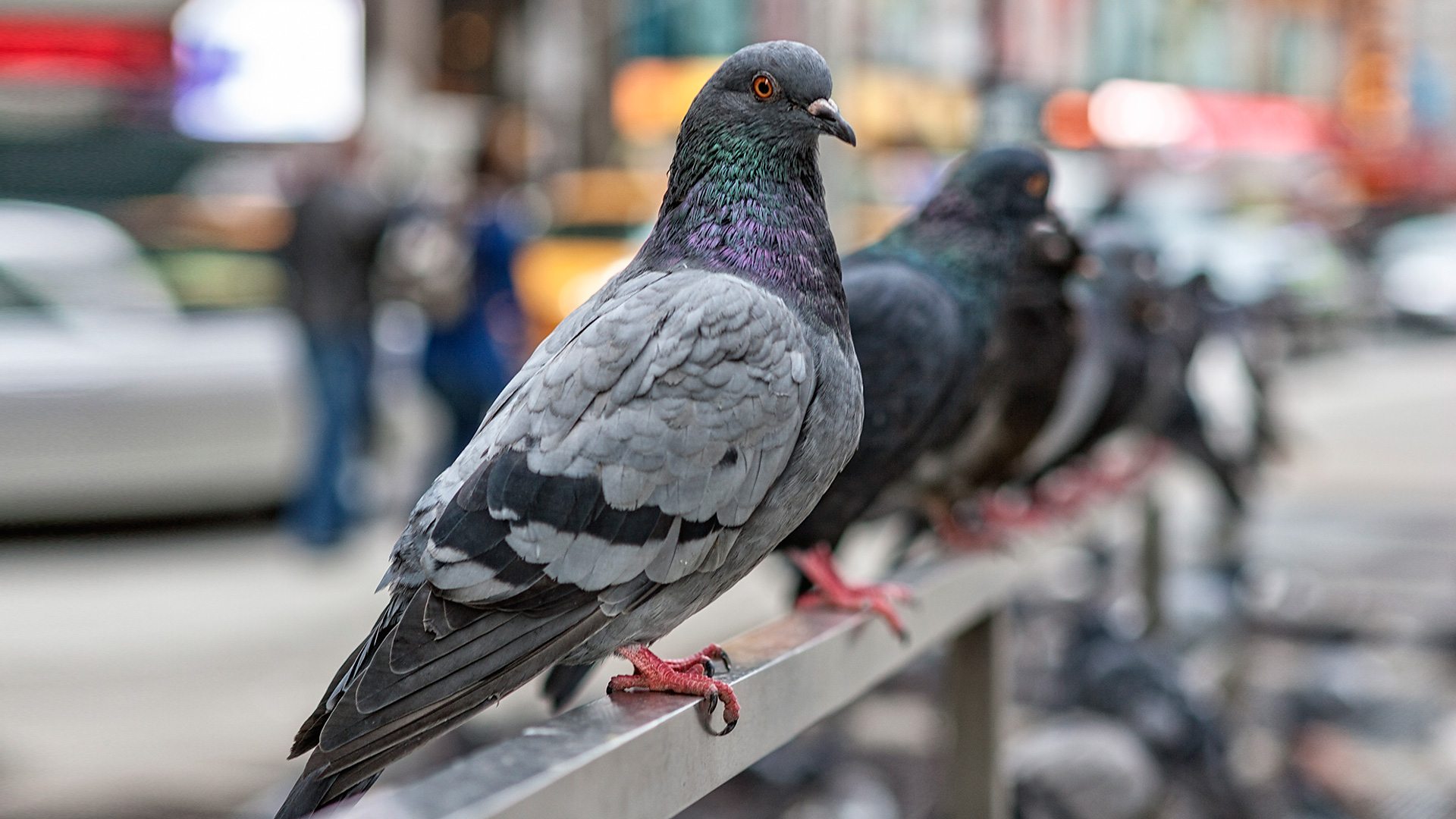 BBC Radio 4 - Radio 4 in Four - The pigeon: Britain's most misunderstood  bird?