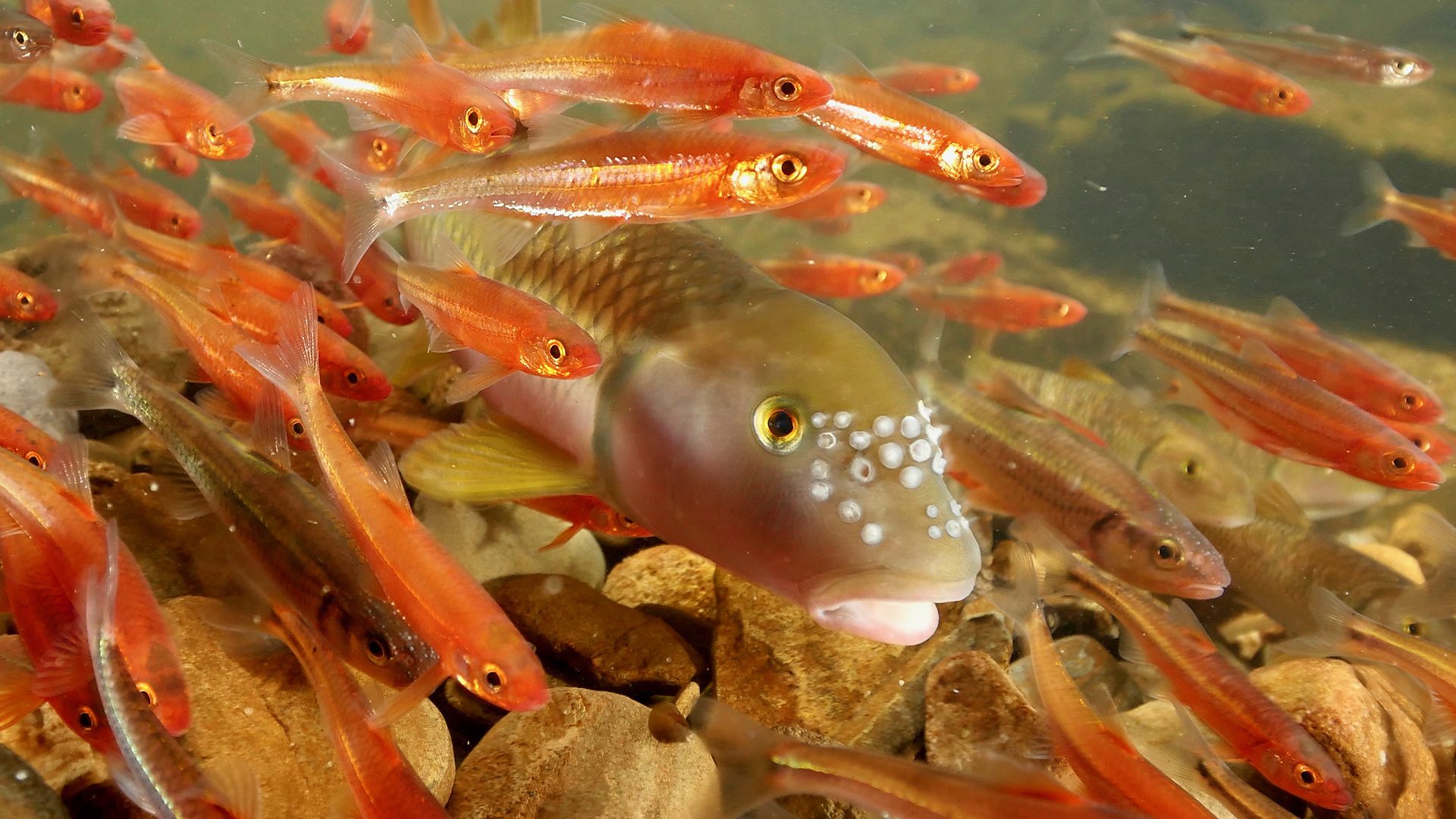 Creek Chub -  UK