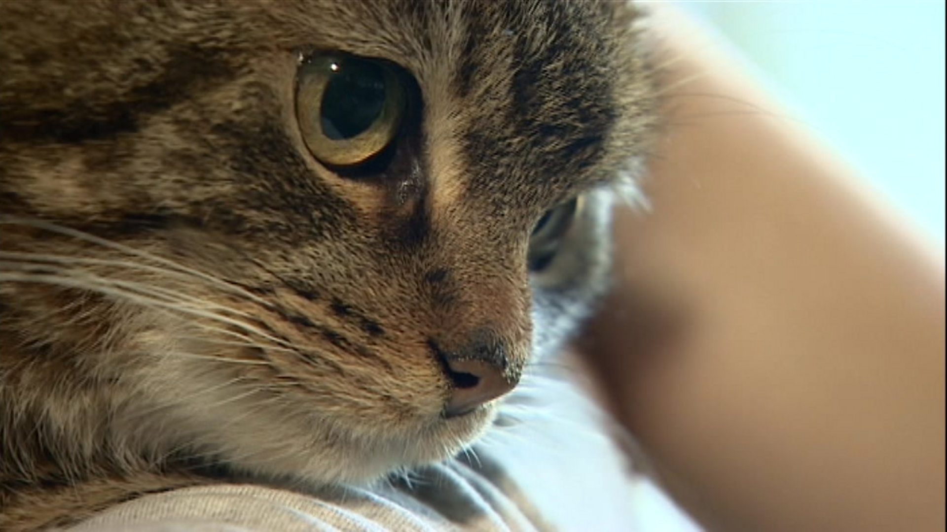 Missing Jersey cat returns home after 12 years - BBC News