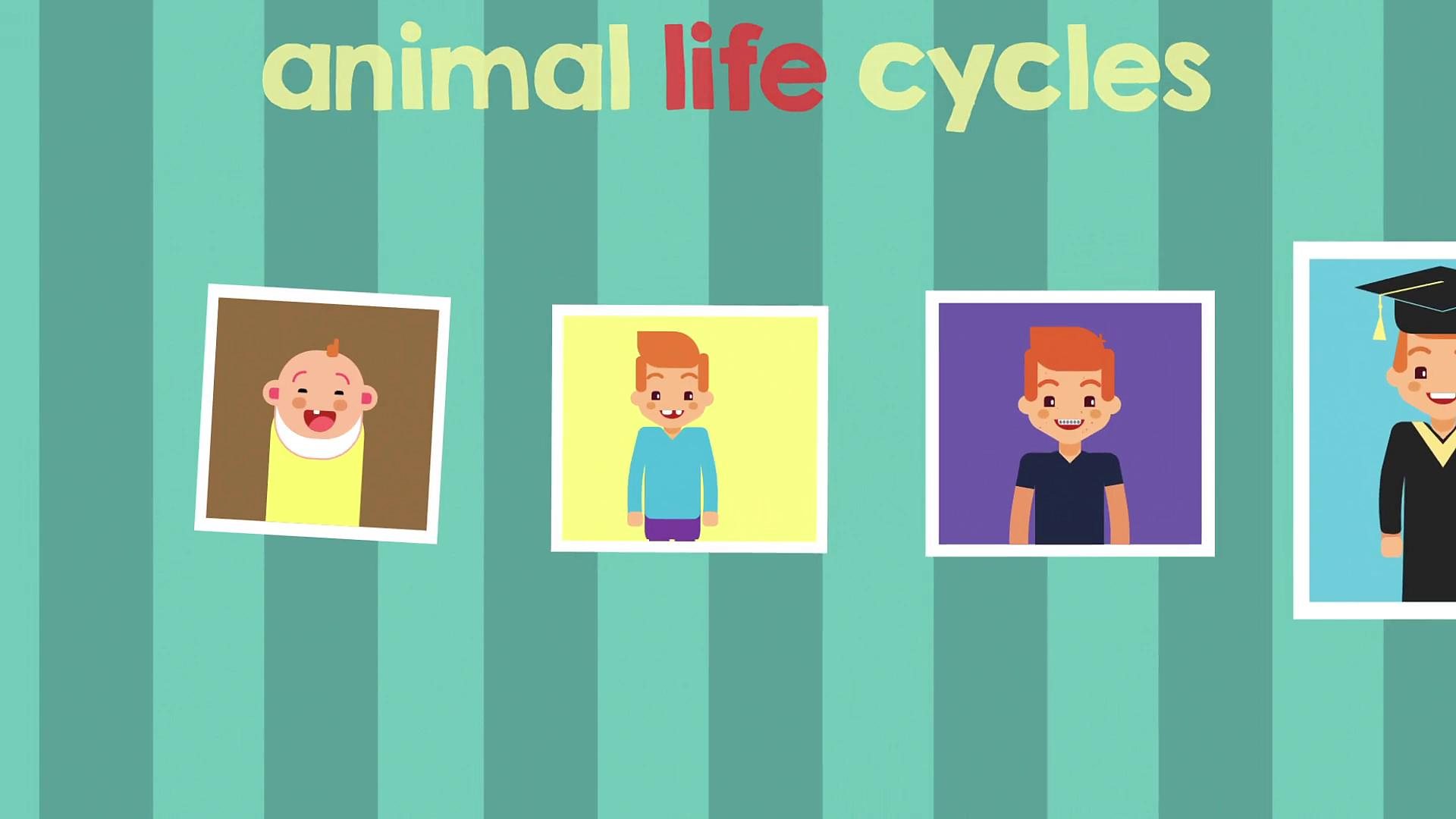 BBC Explain This… Animal Life Cycles