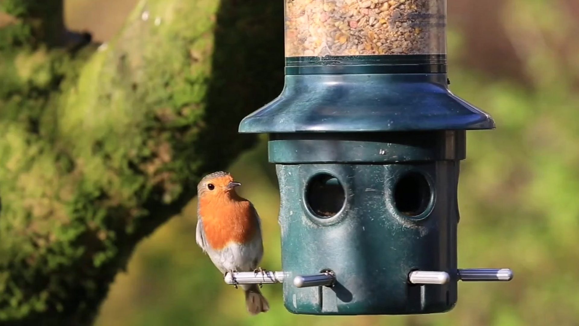 Coronavirus: The wildlife species enjoying lockdown