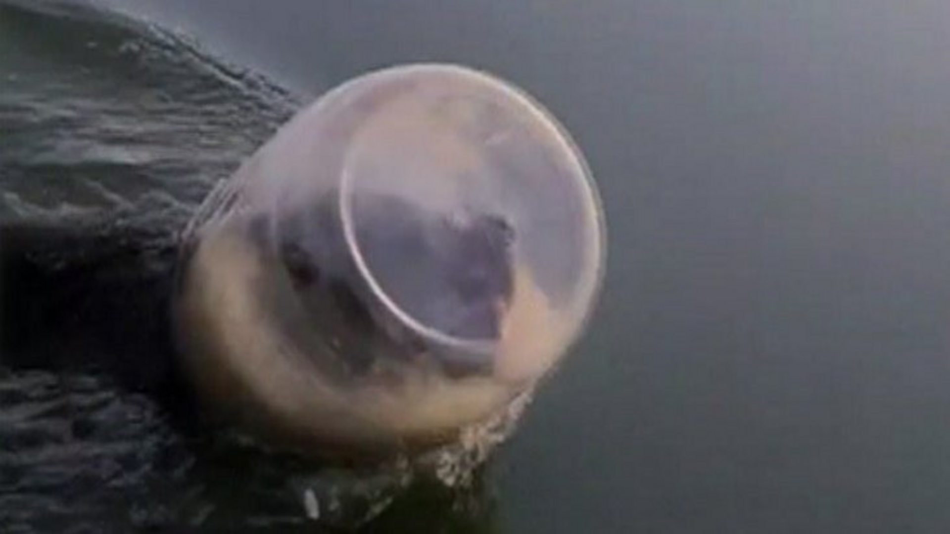 Family rescue bear cub swimming with a jar stuck on its head