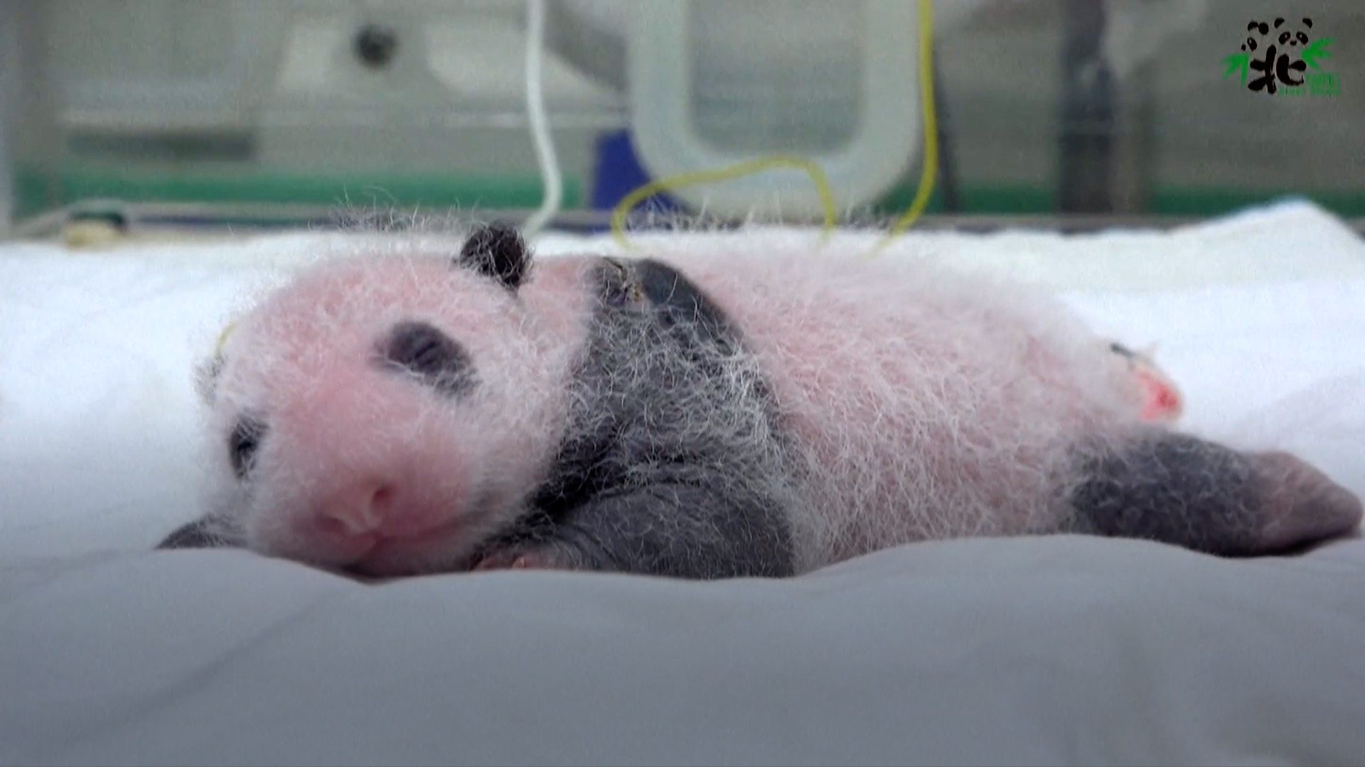 Giant Panda Cub Fu Bao Clings On To Zookeeper S Leg In Viral Video c News