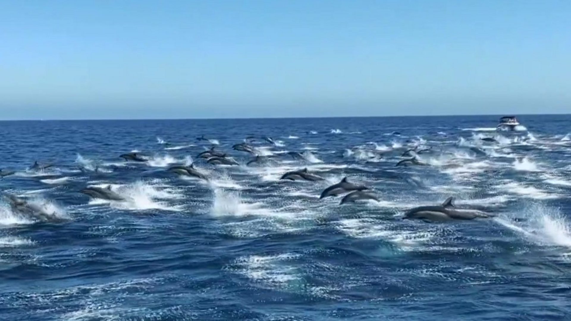 Australia whales: 90 dead in mass stranding off Tasmania - BBC News