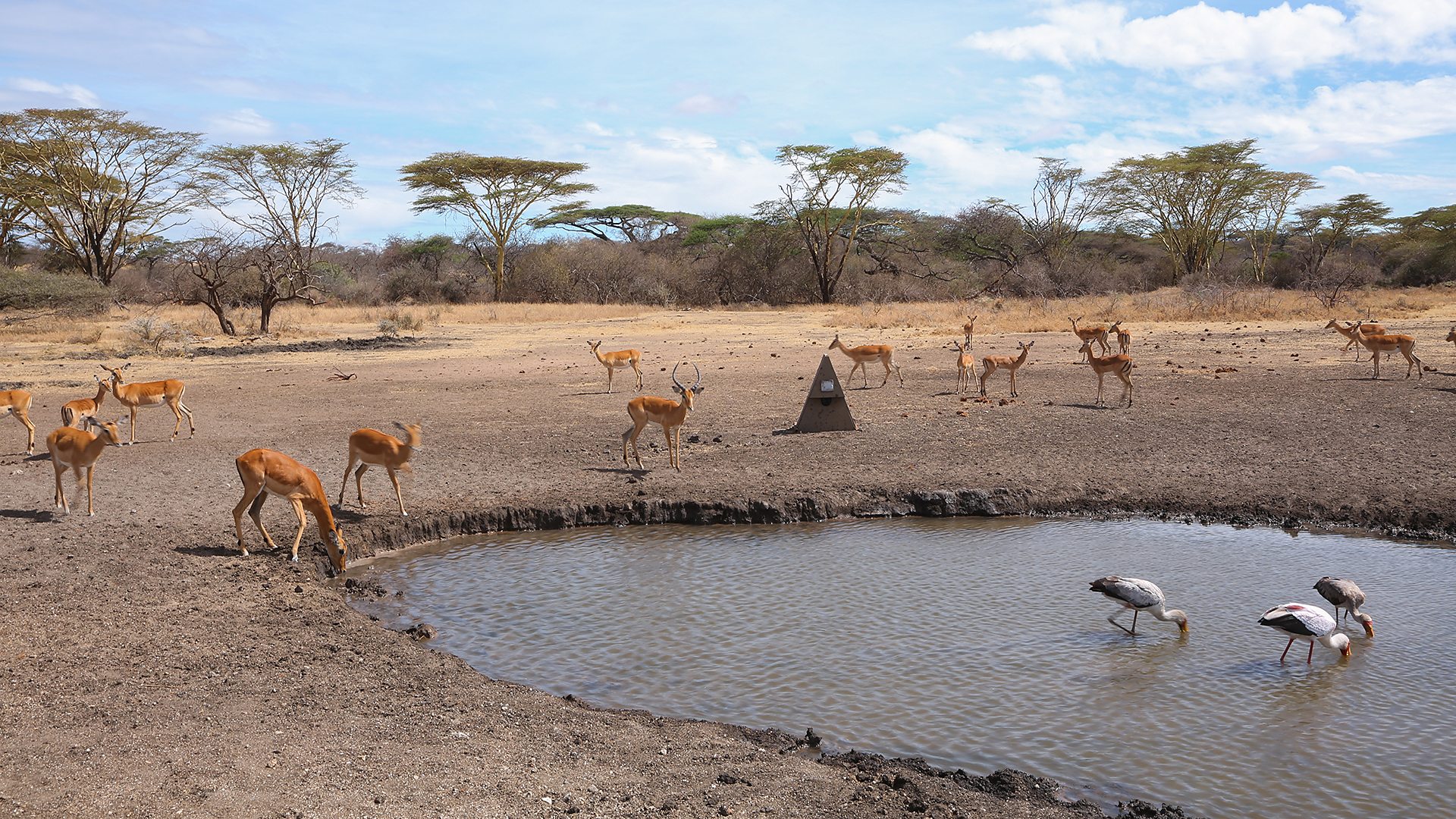 BBC Two - Waterhole: Africas Animal Oasis - Should we have built a  waterhole?