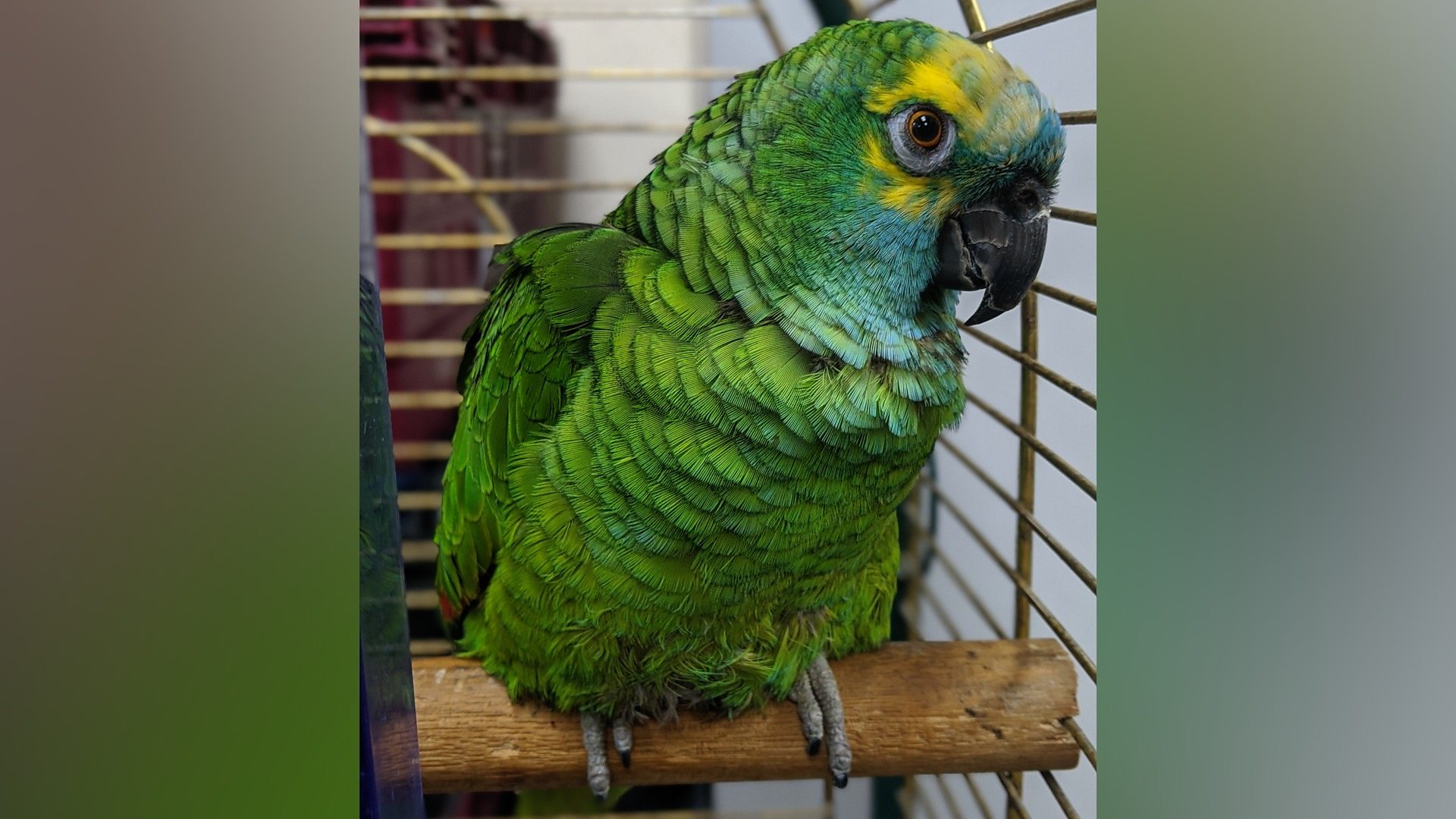 arabian green parrot