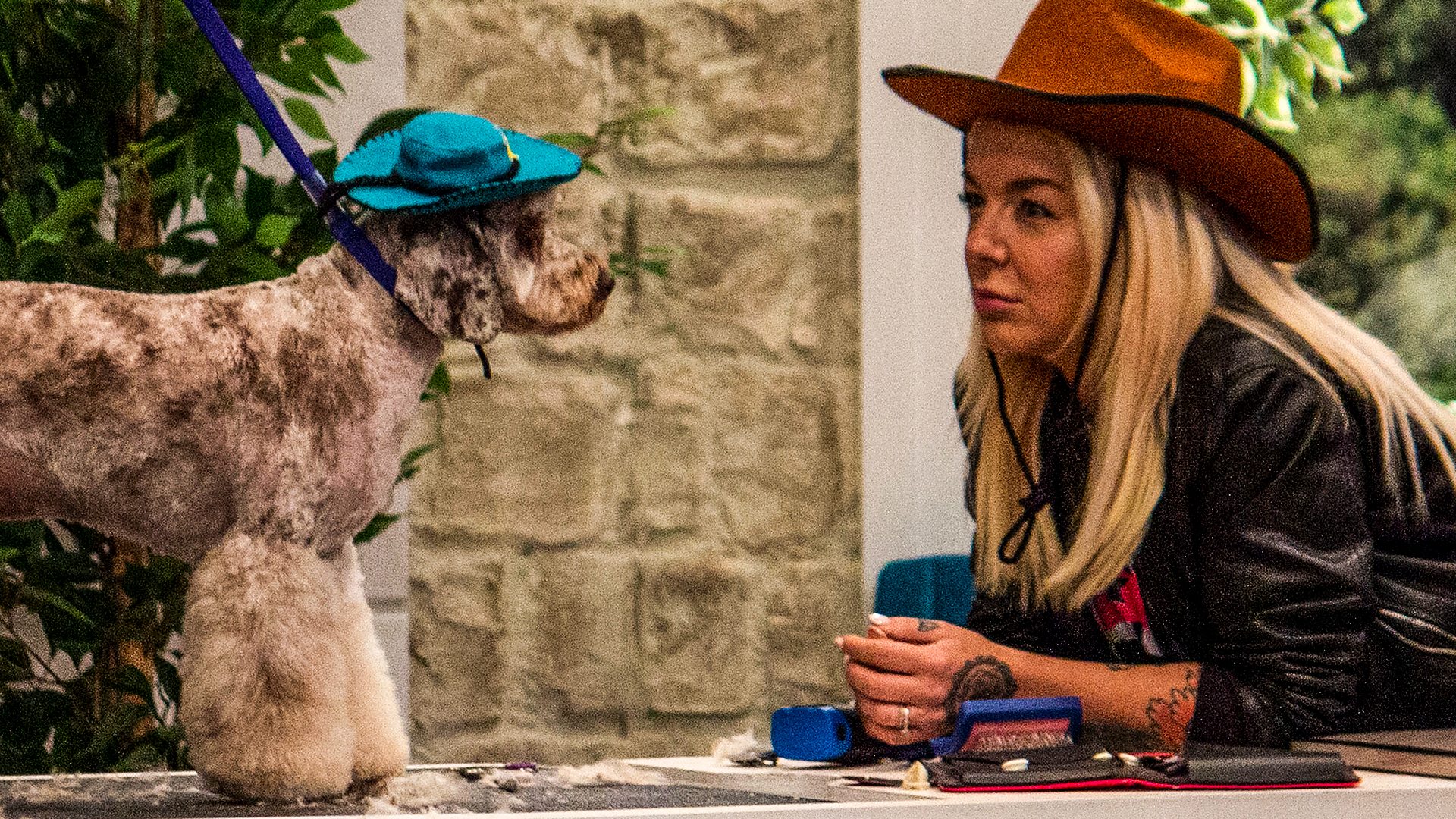 BBC iPlayer Pooch Perfect Series 1 Episode 5