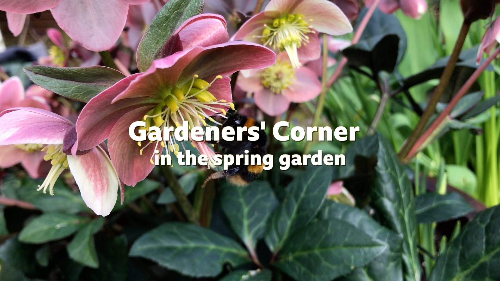 BBC Radio Ulster Gardeners' Corner, Gardeners' Corner online spring