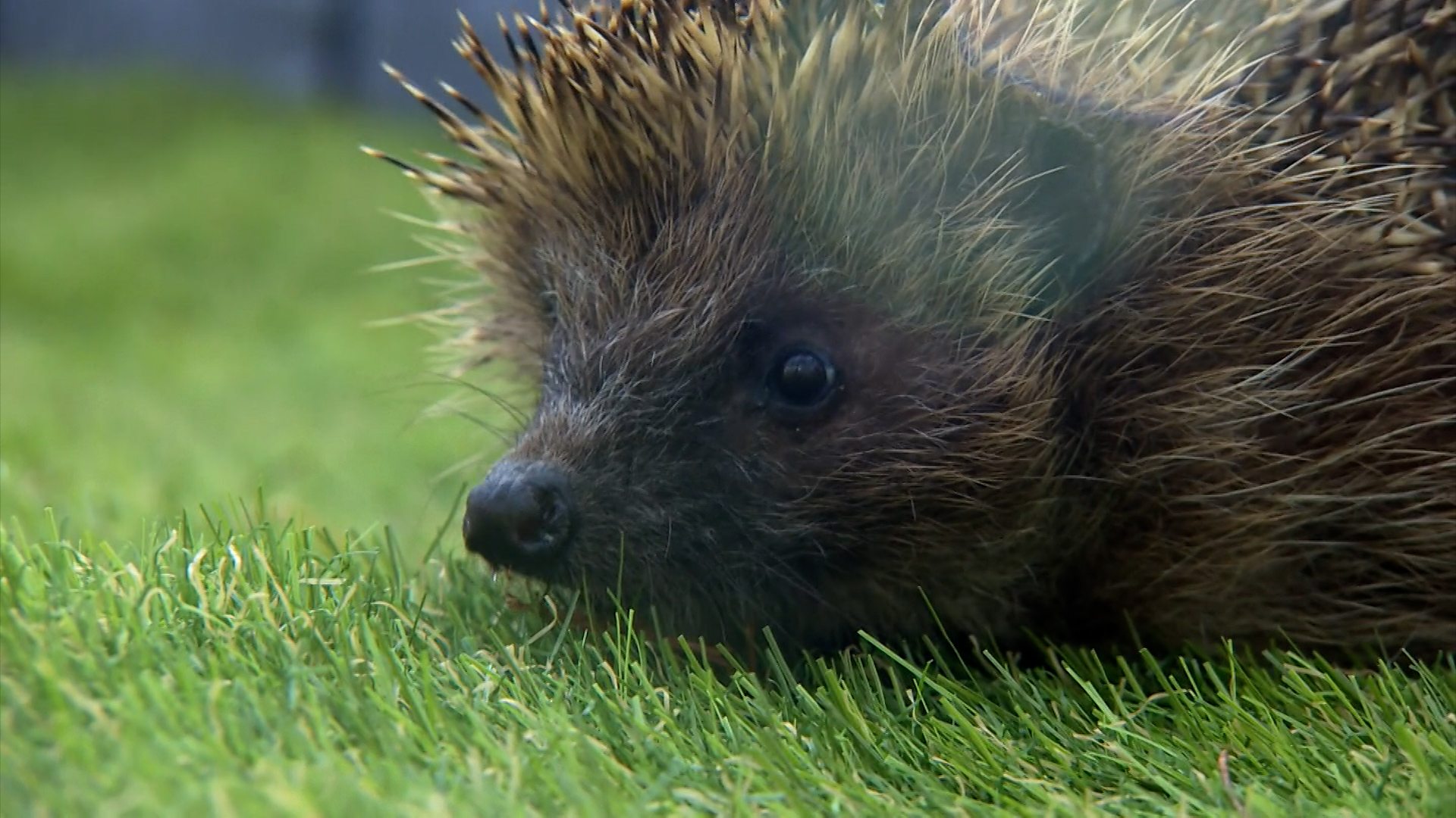 Ondartet tumor opnå nitrogen Hedgehog filmed swimming in garden after Peterborough flooding - BBC News