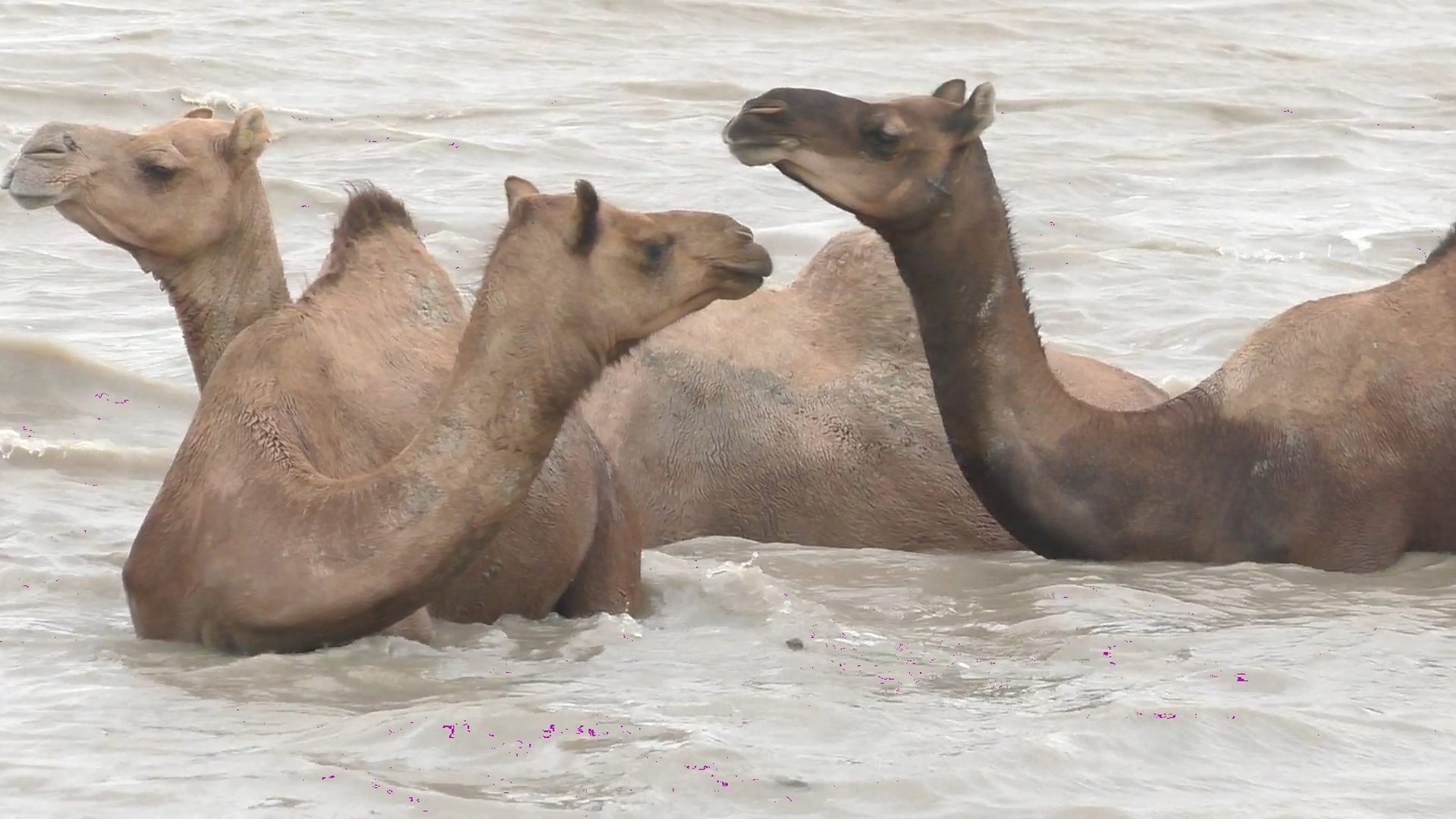 The rare Indian swimming camels under threat - BBC News