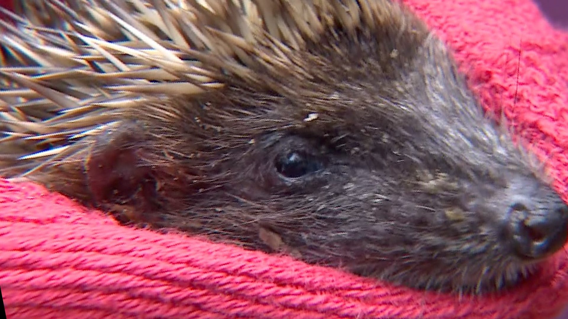 Norfolk animal sanctuary inundated with injured hedgehogs - BBC News