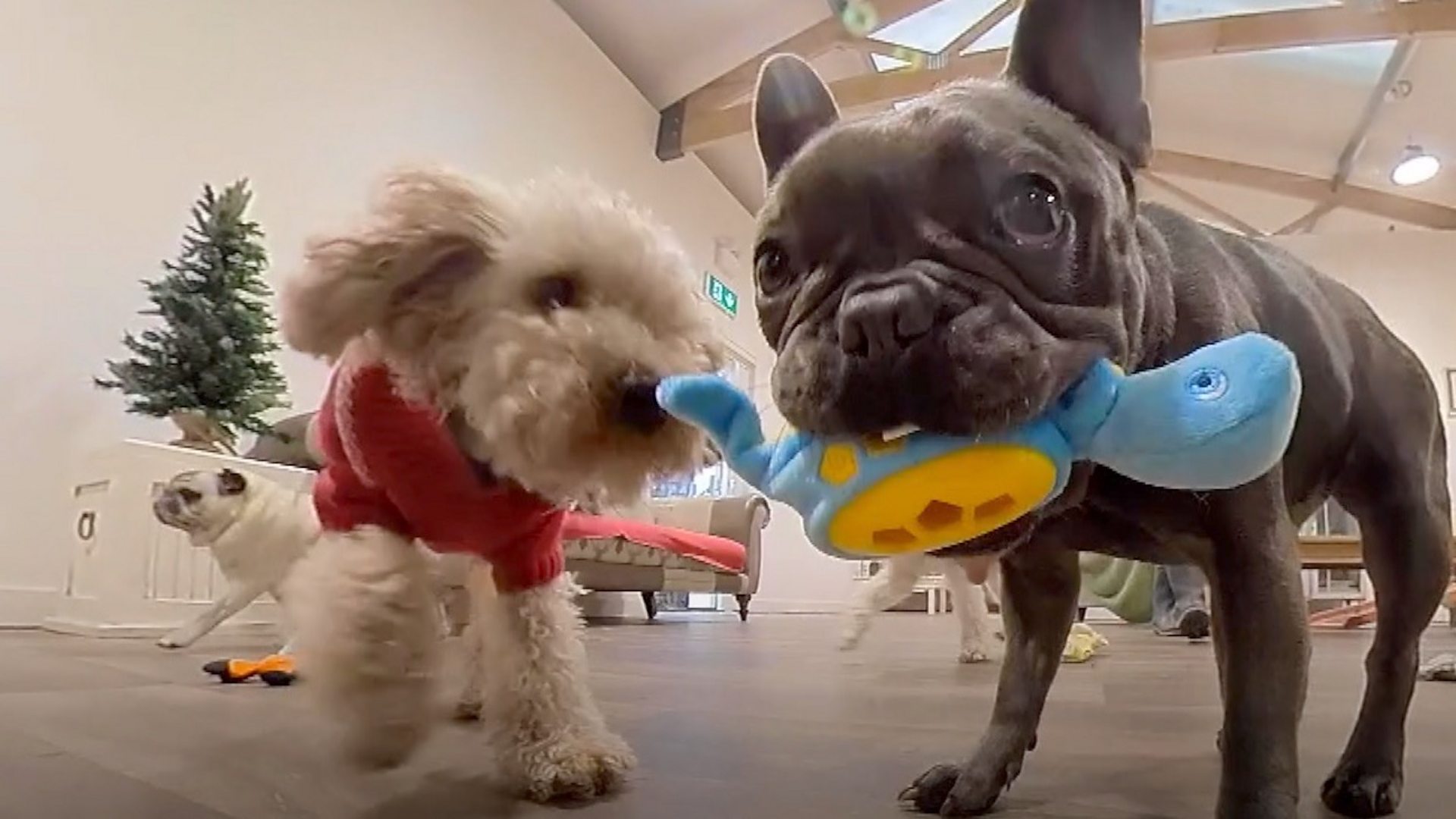 Tiktok Dog Day Care Turning Pets Into Internet Stars Bbc News