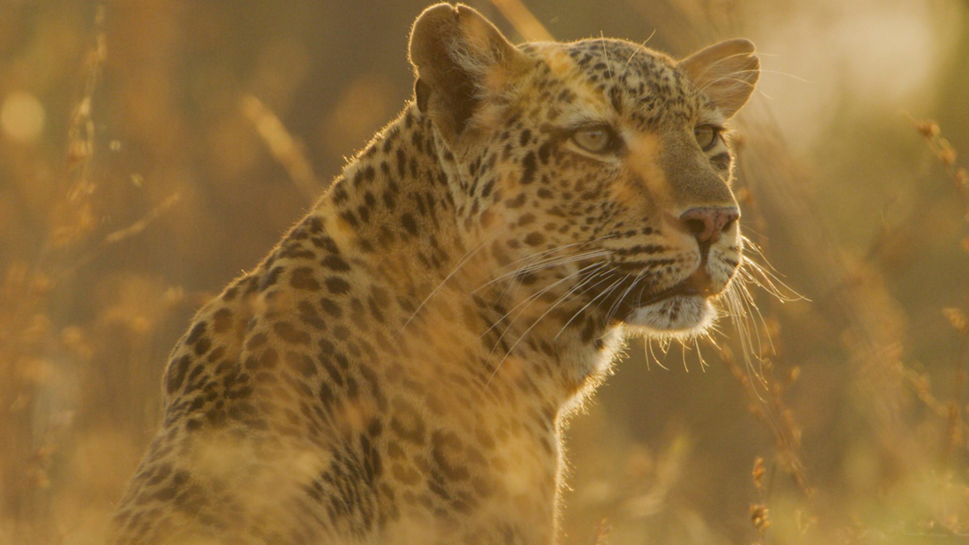 BBC Studios Natural History Unit Wins A New Landmark Commission For BBC ...