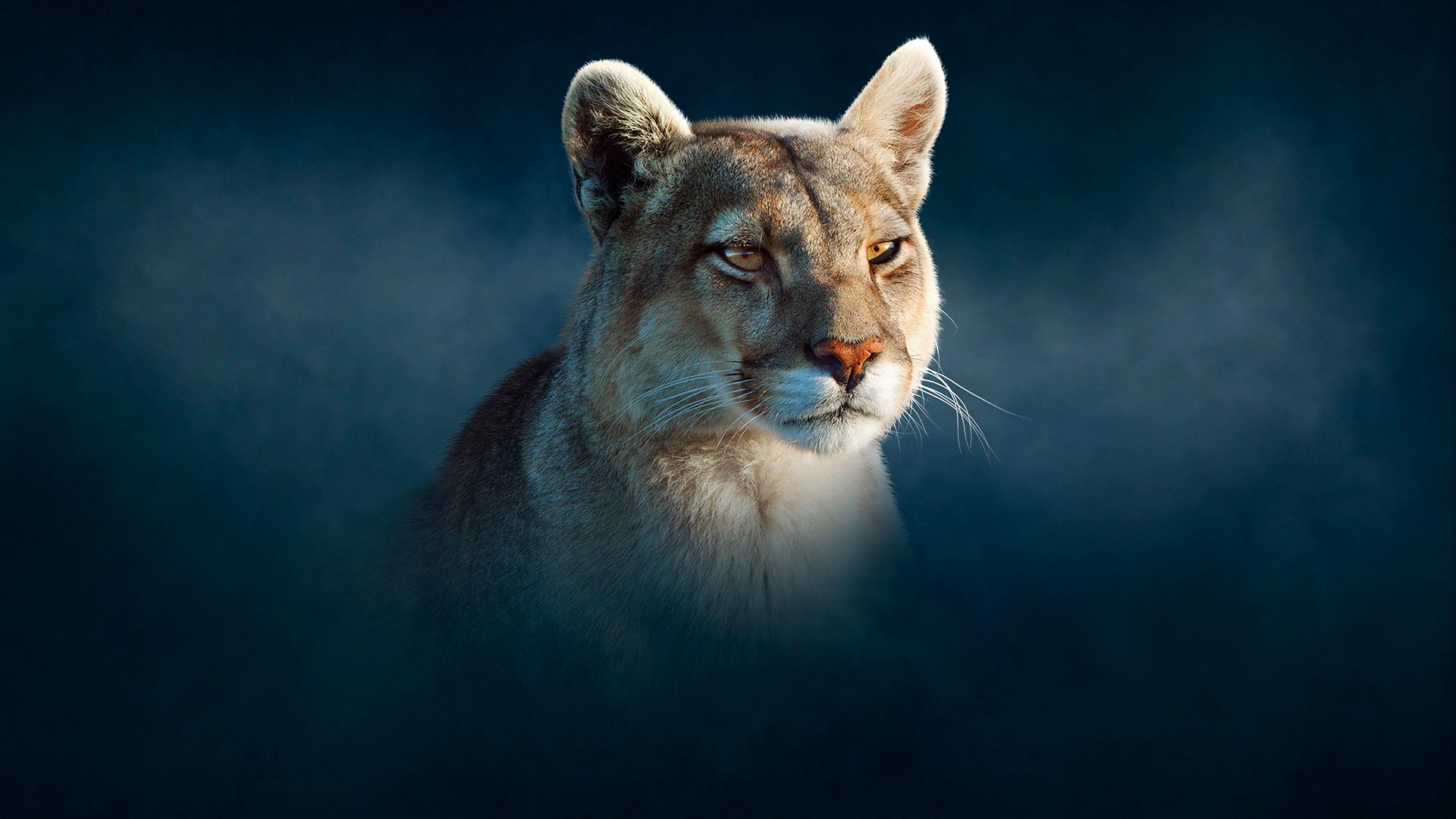 BBC iPlayer - Dynasties - Series 2: 1. Puma