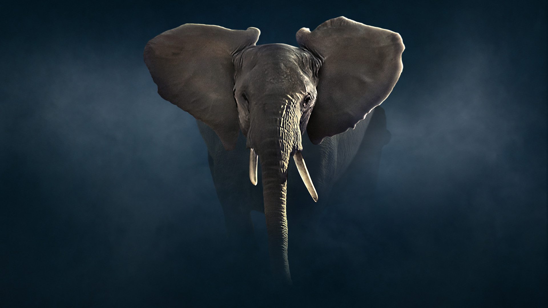 BBC One - Dynasties - Elephant ID guide