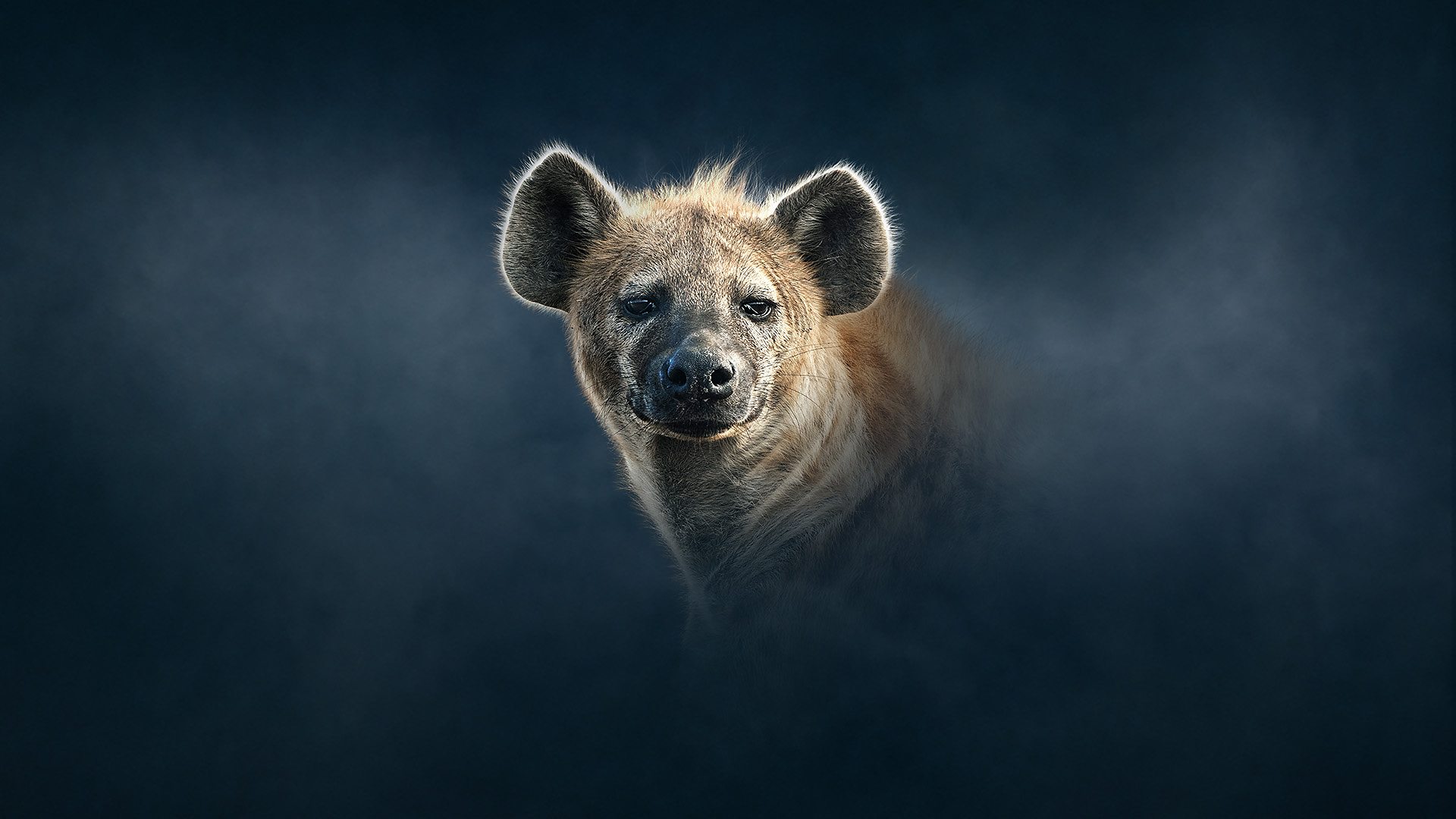 Crazy Hyena HD Wallpapers  Top Free Crazy Hyena HD Backgrounds   WallpaperAccess