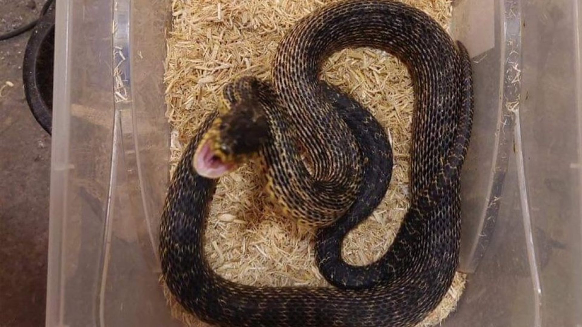 Sherborne family documents moment they find large snake in garden - BBC News